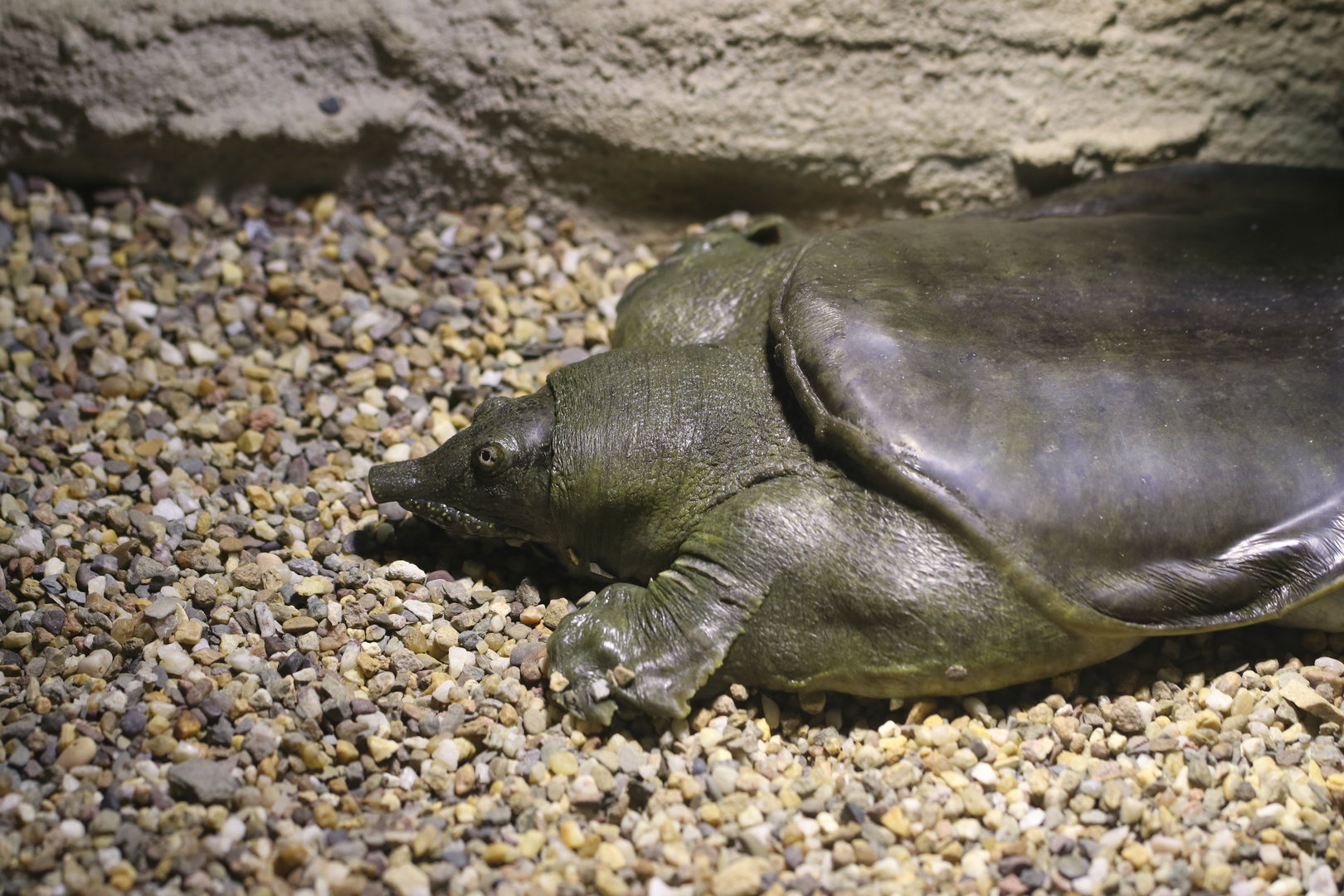 Chinese softshell turtle