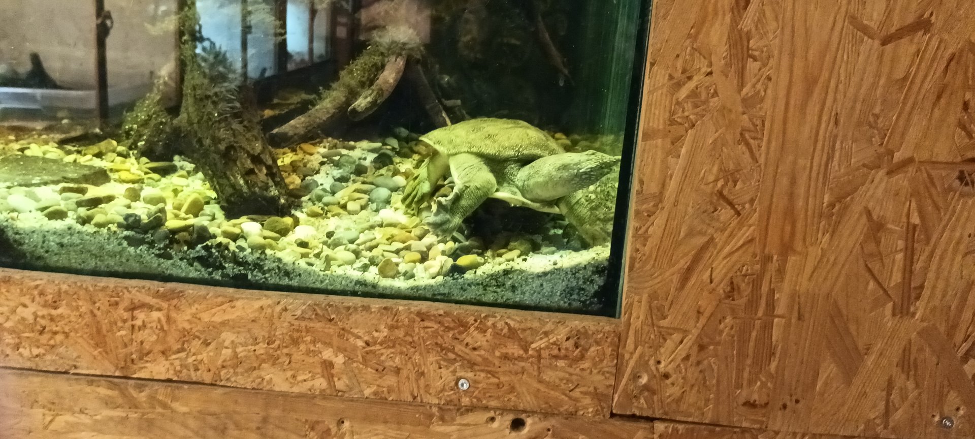 Chinese softshell Turtle