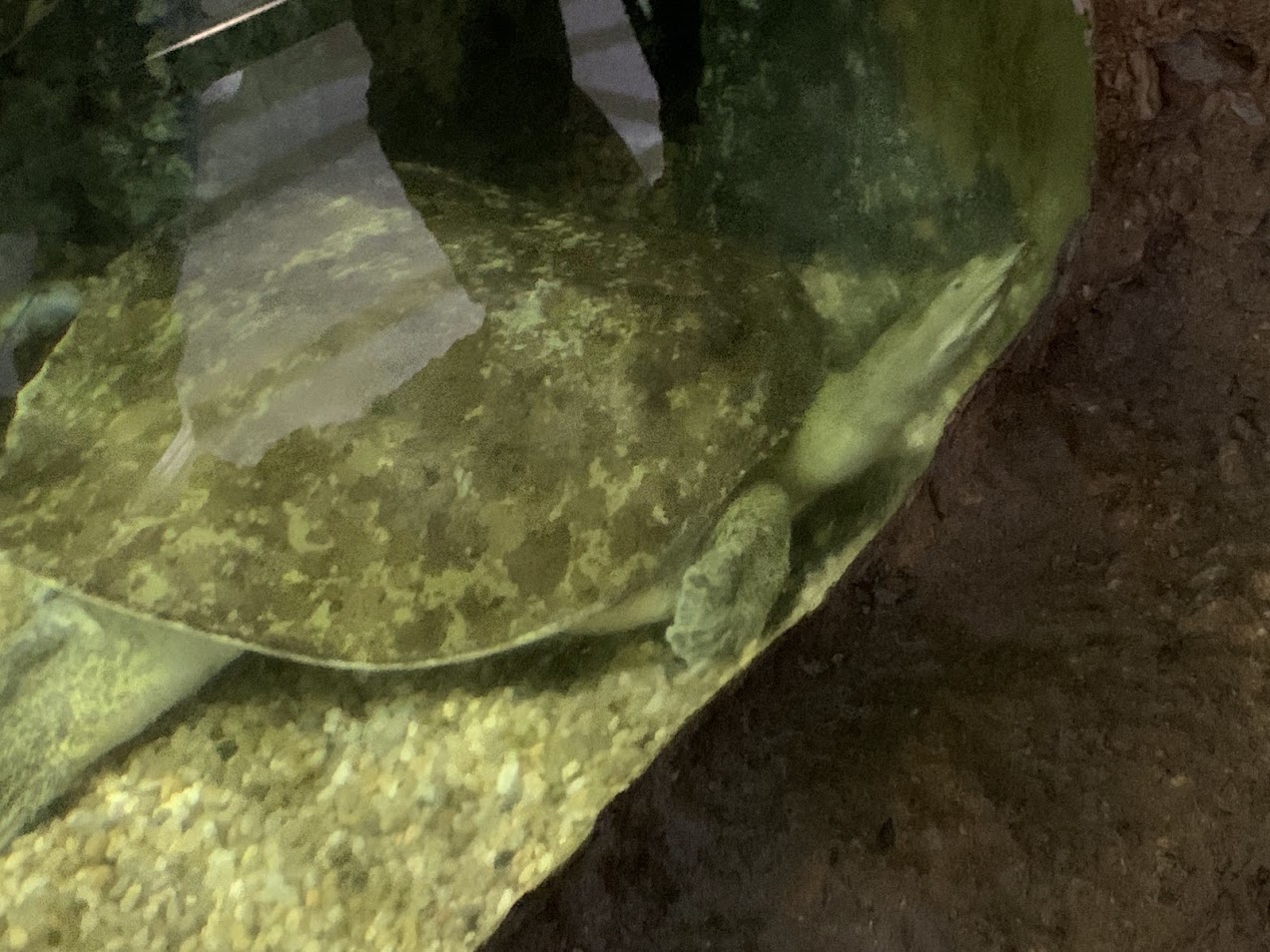 Chinese softshell turtle