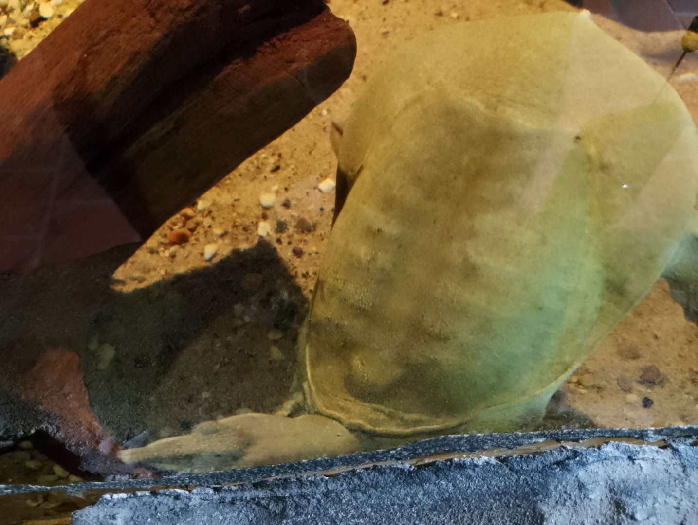 Chinese softshell turtle