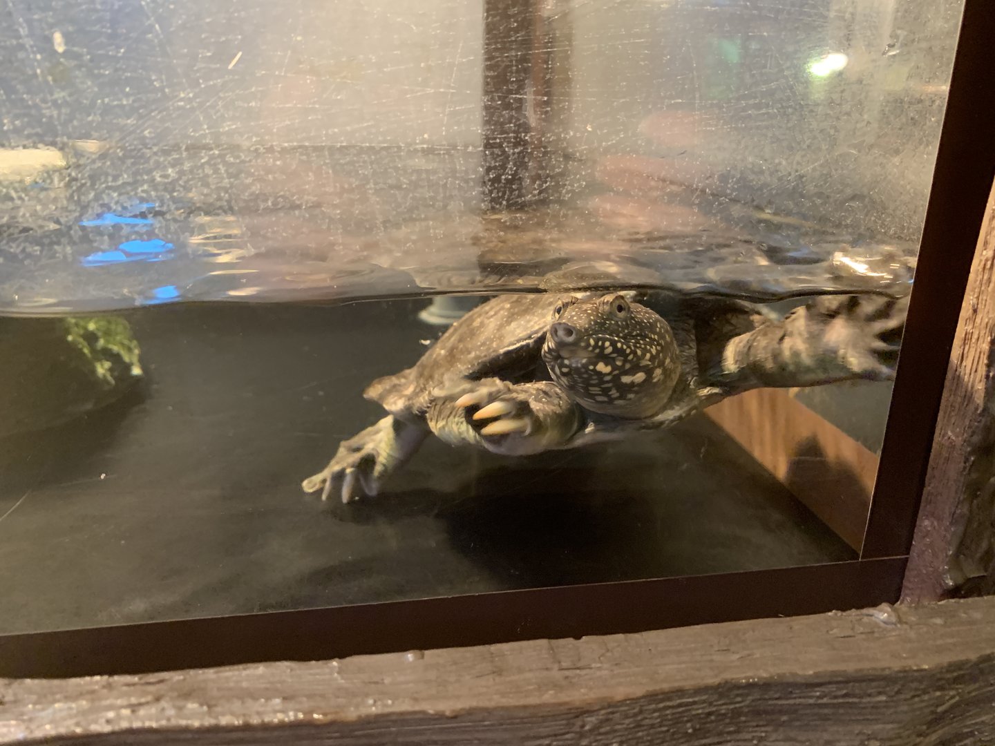 Chinese Softshelled Turtle