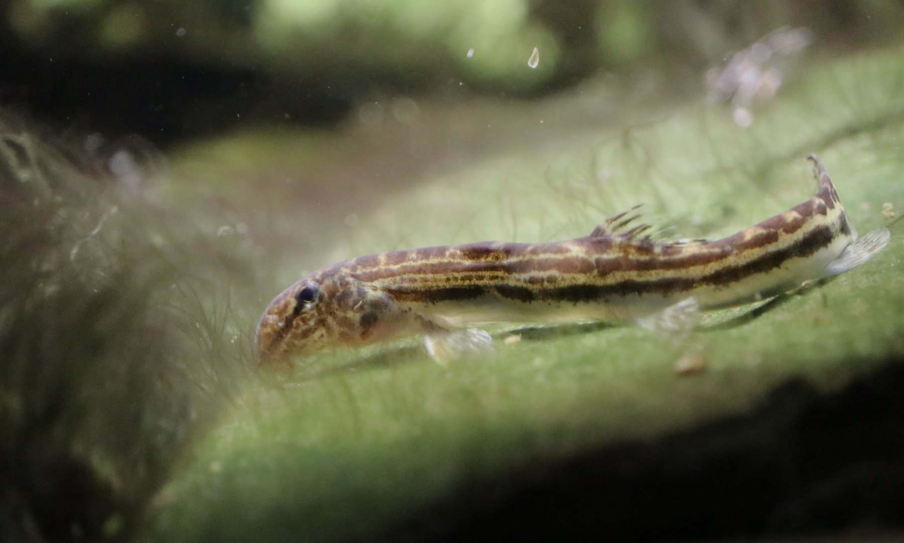 Chinese Spiny Loach (Cobitis sinensis)
