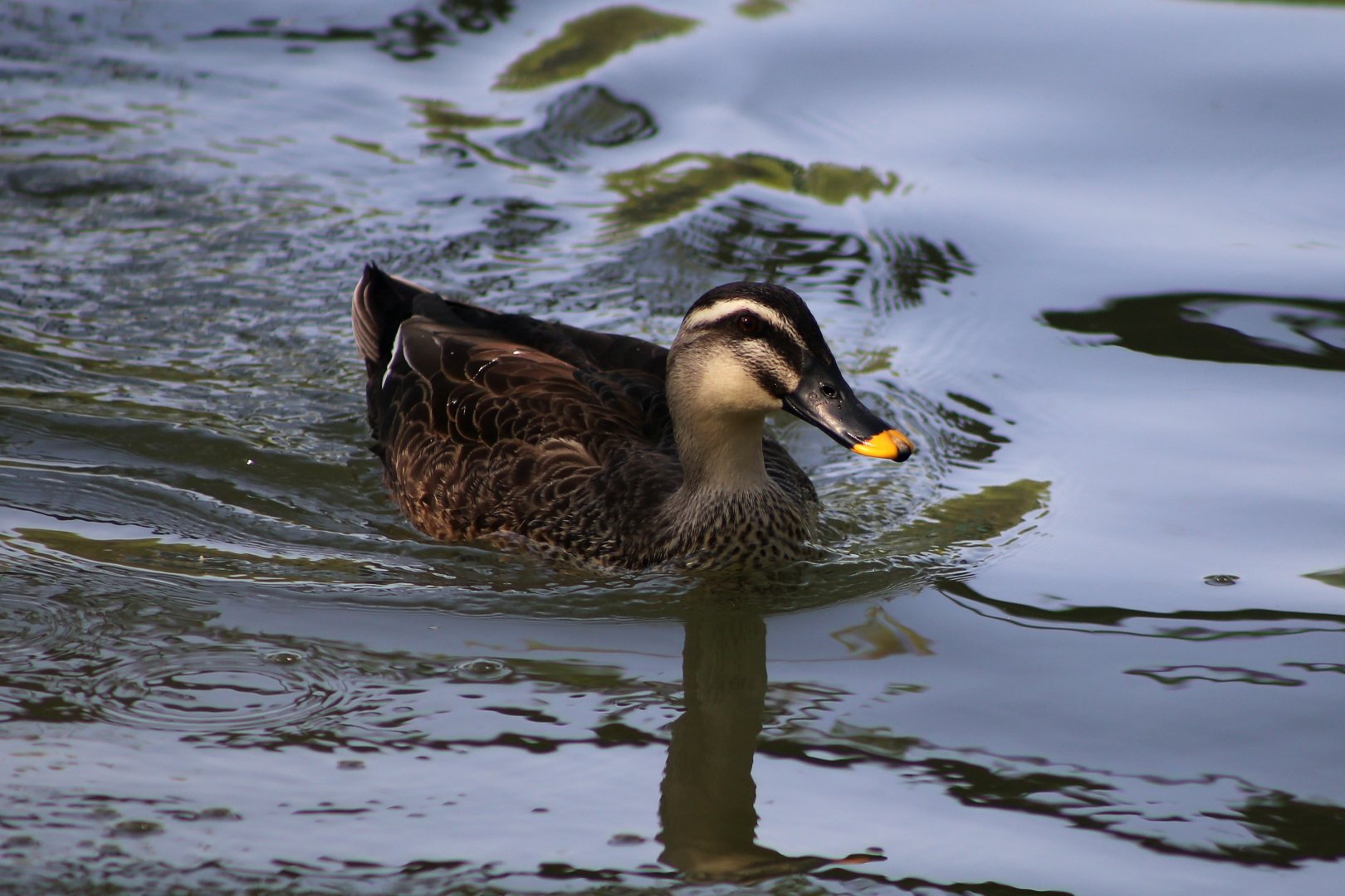 Chinese Spot-billed Duck (Anas zonorhyncha)