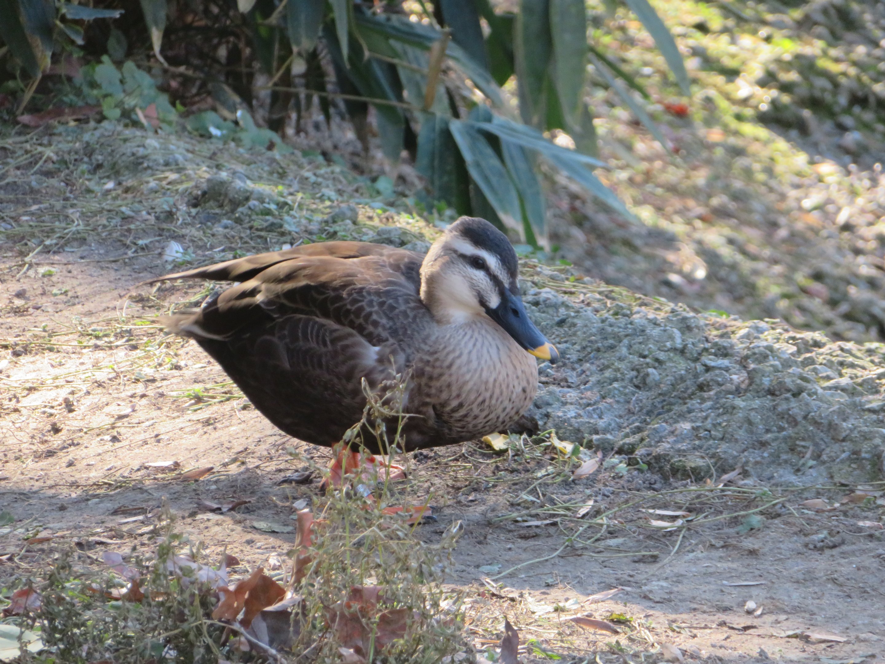 Chinese Spot-billed Duck