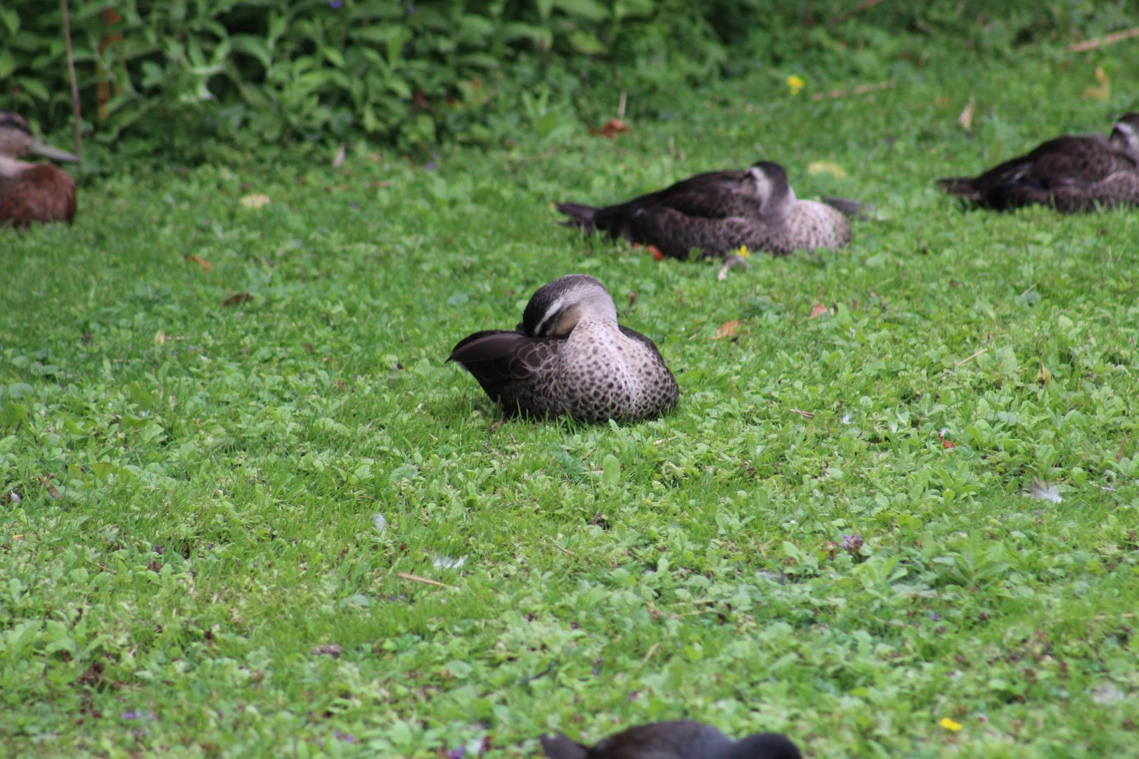 Chinese Spot-Billed Ducks