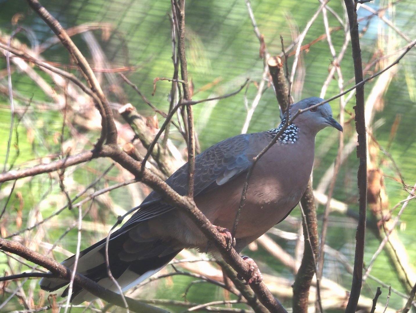 Chinese spotted dove (Streptopelia chinensis chinensis), 2024-05-23
