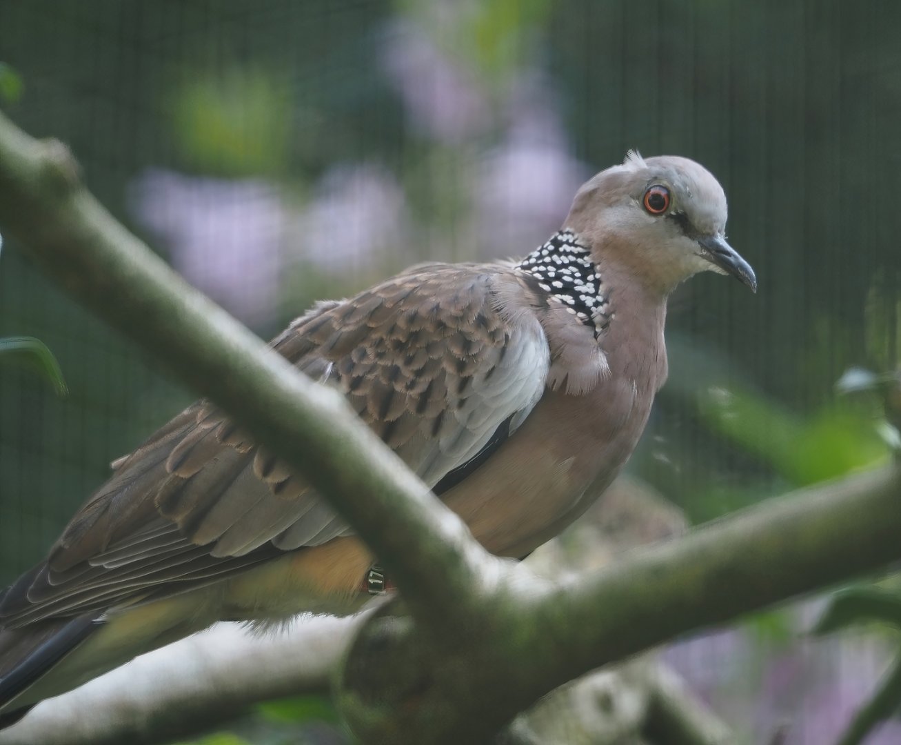 Chinese spotted dove (Streptopelia chinensis chinensis), 2024-05-24