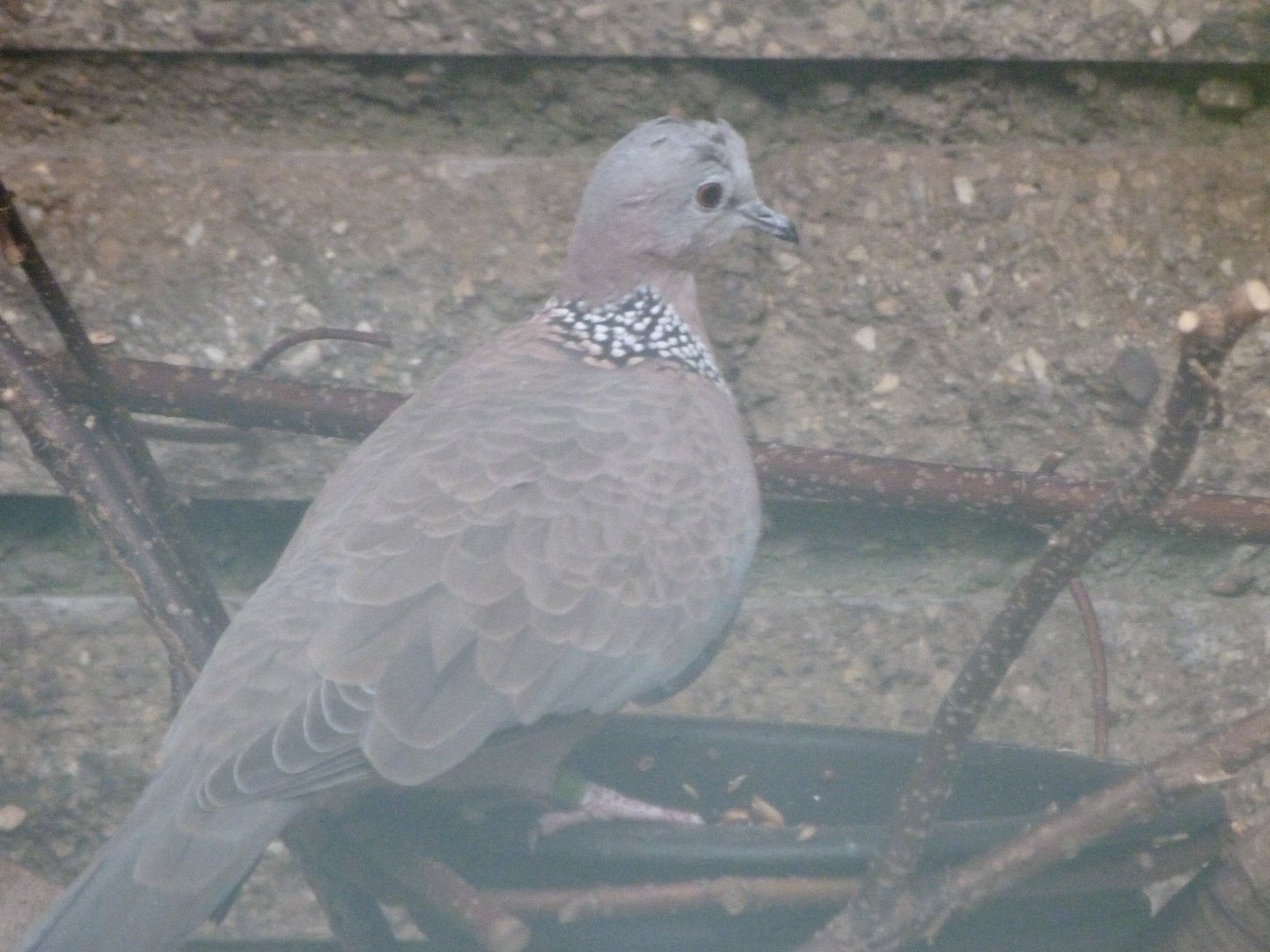 Chinese spotted dove -Tierpark Berlin (2024)