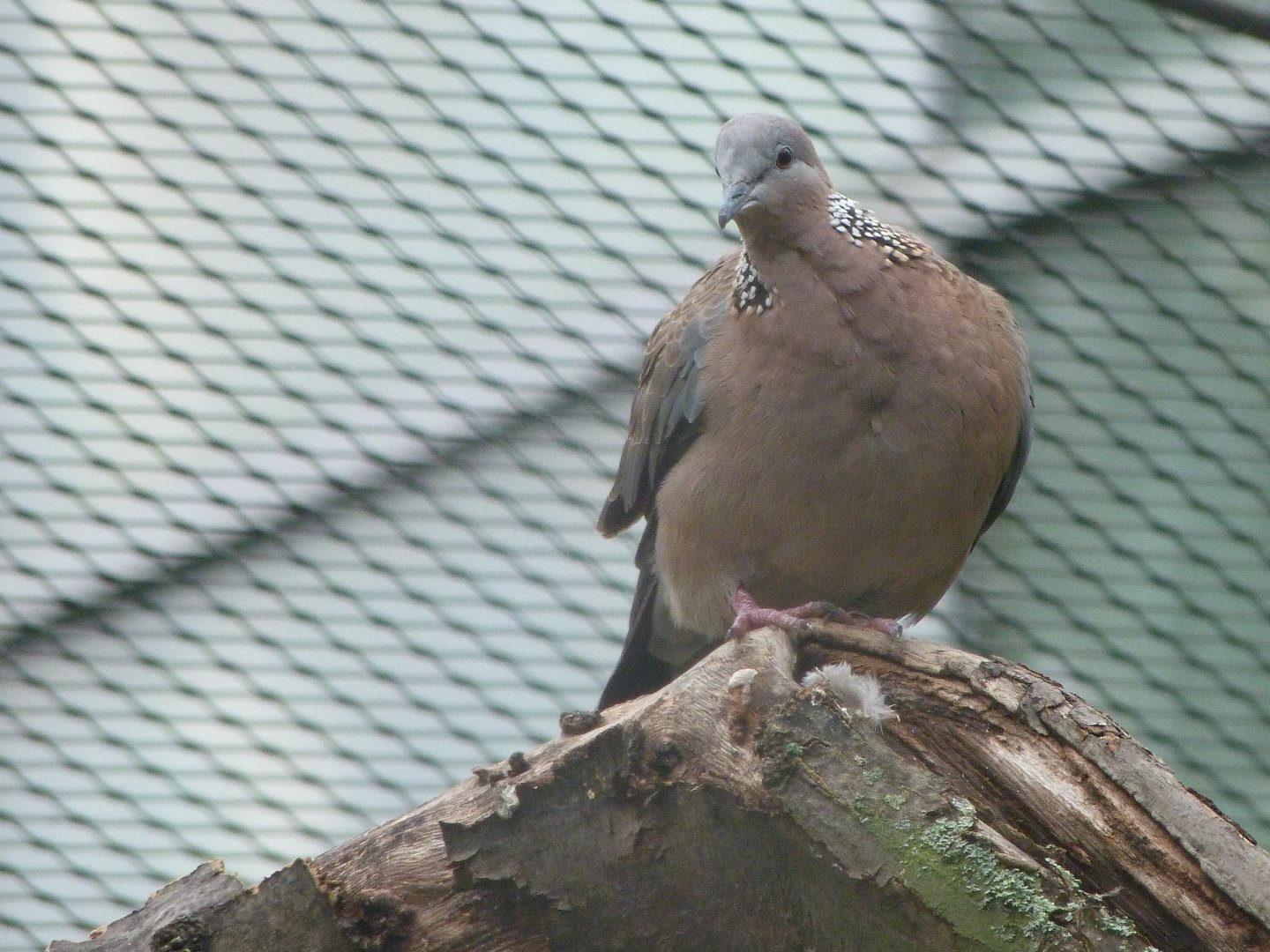 Chinese spotted dove -Zoo Praha (2025)