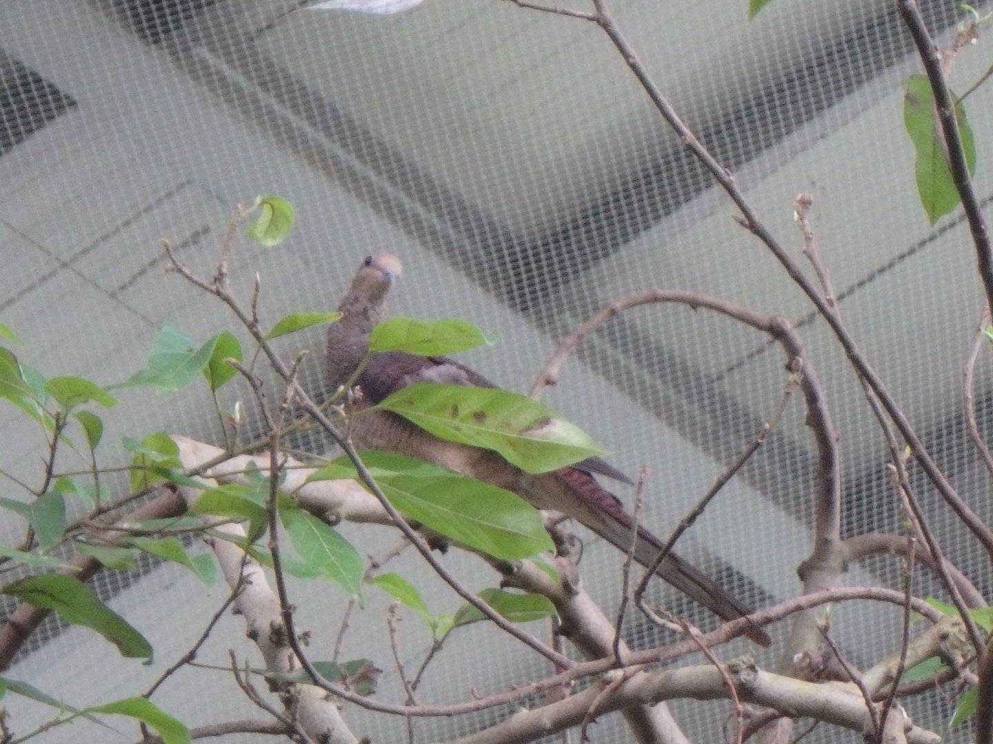 Chinese spotted dove