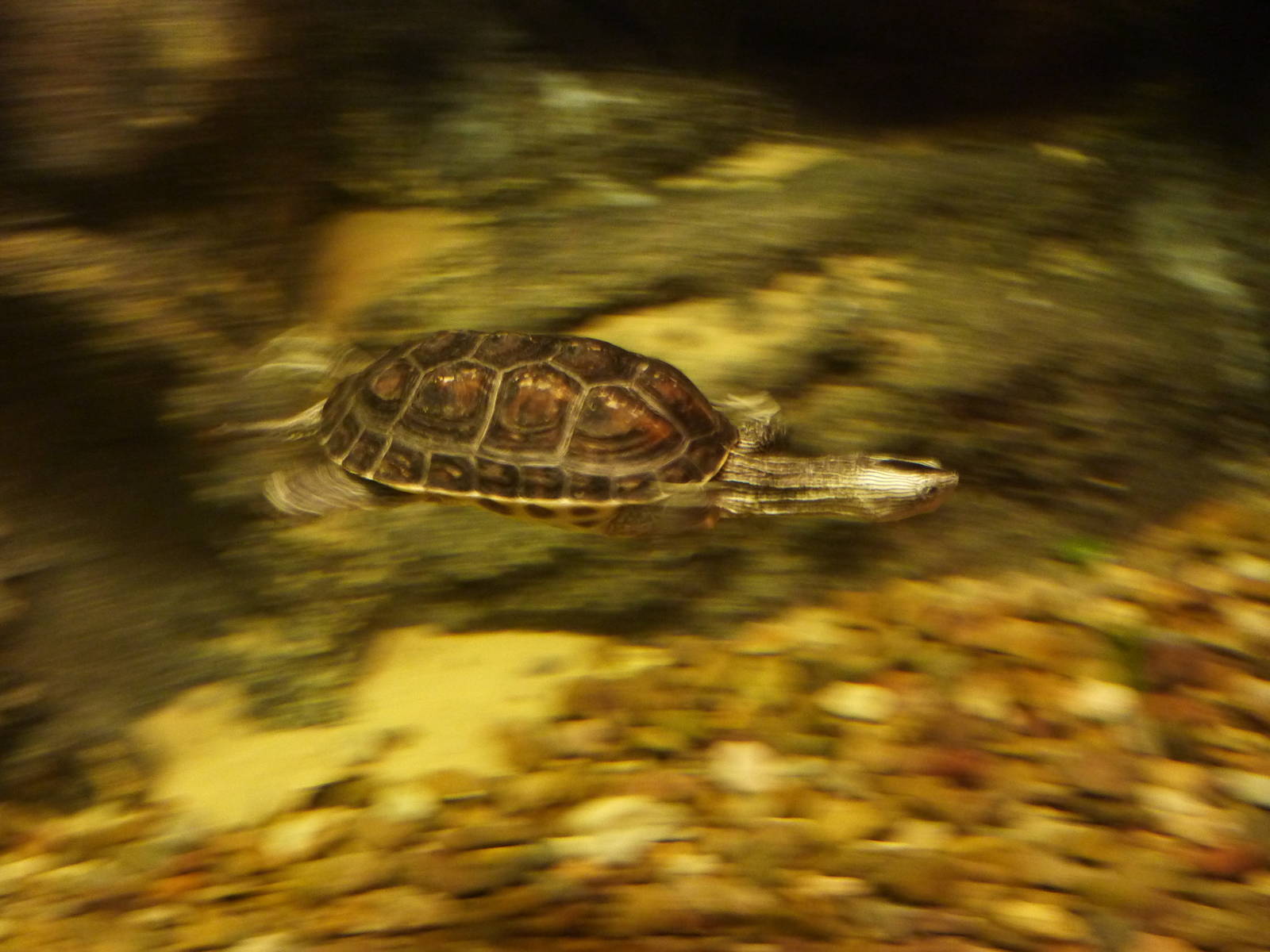 Chinese stripe-necked turtle, 10th April 2012