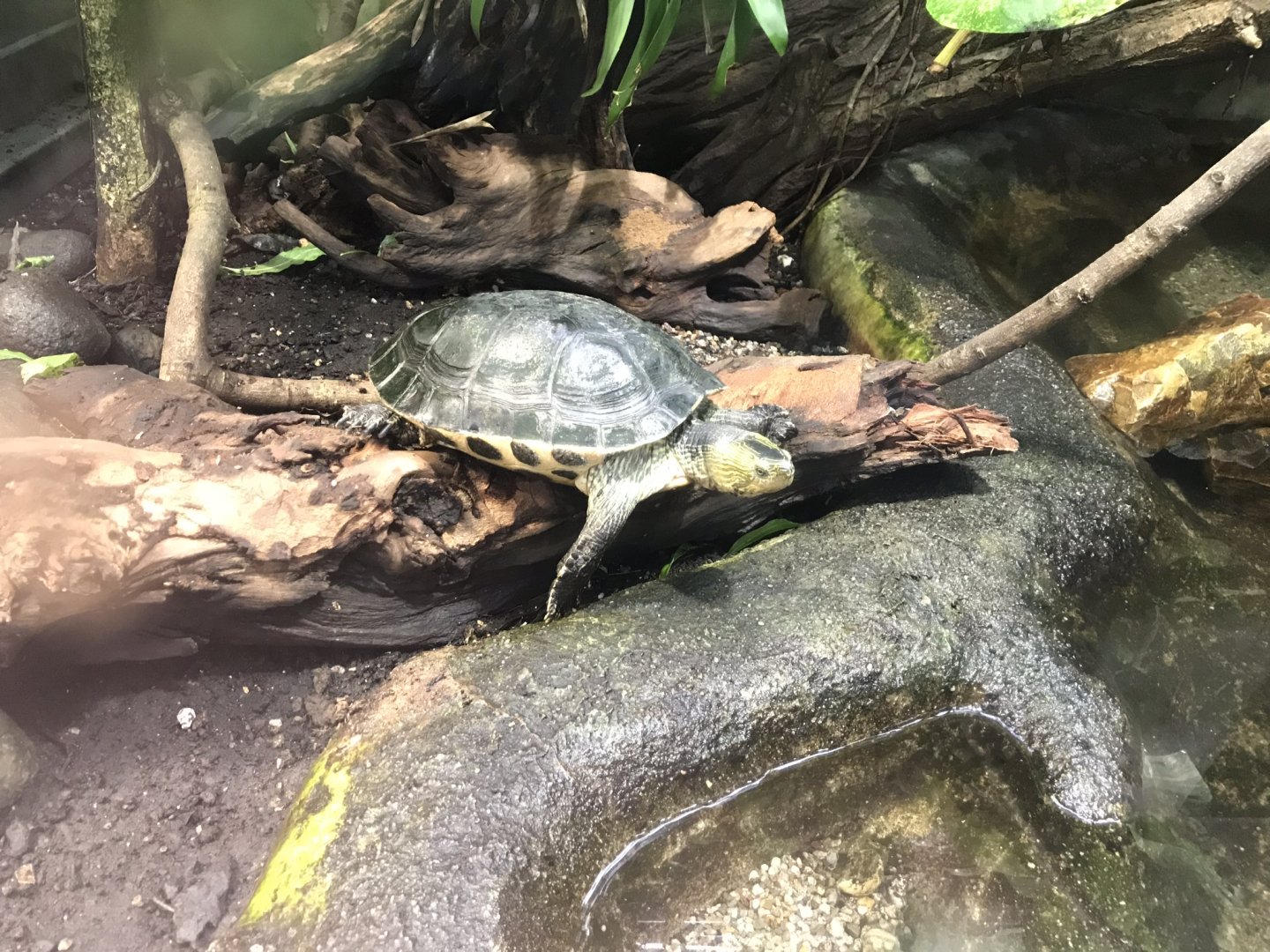 Chinese stripe-necked turtle 280118