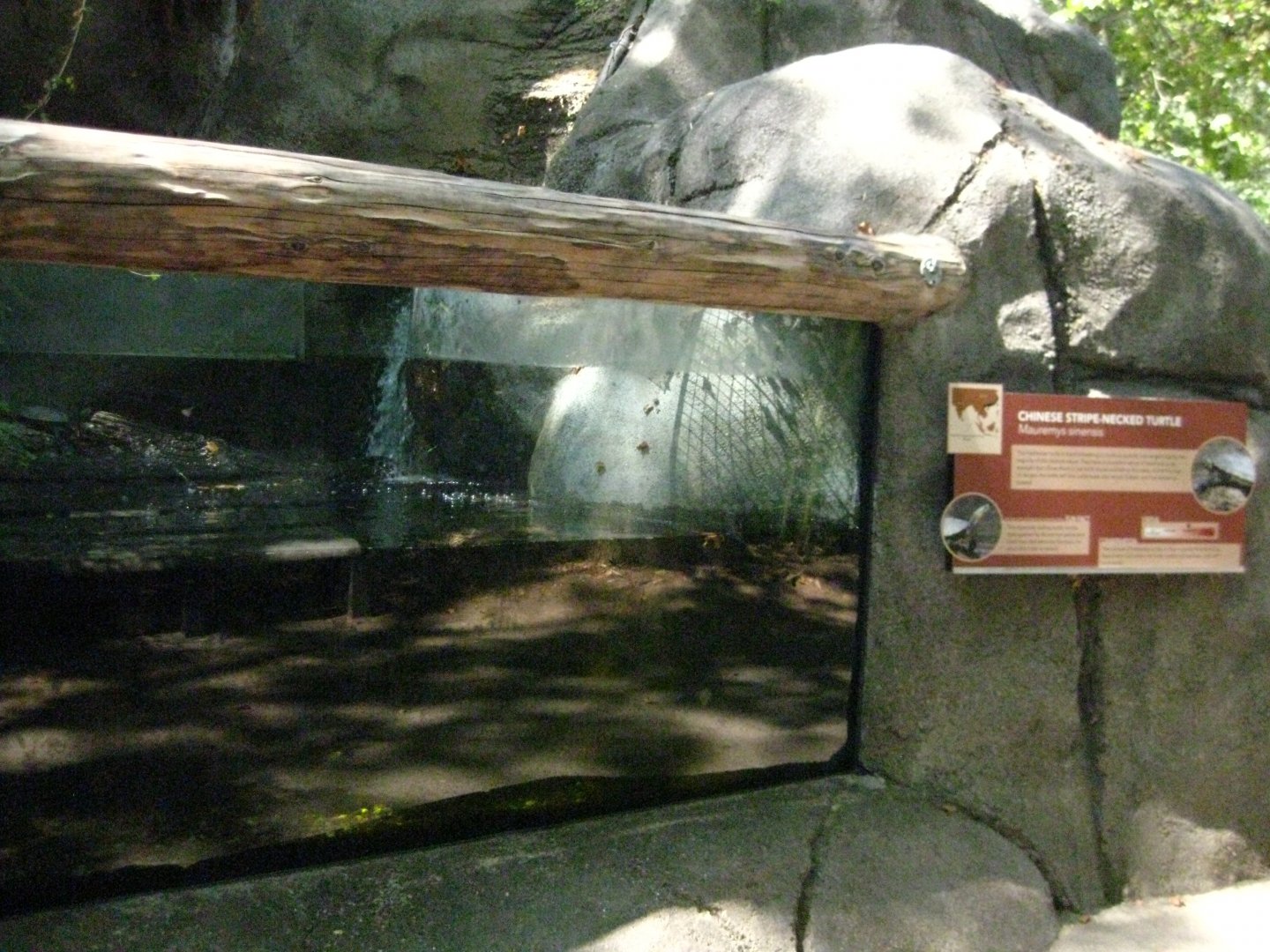 Chinese Stripe Necked Turtle Exhibit