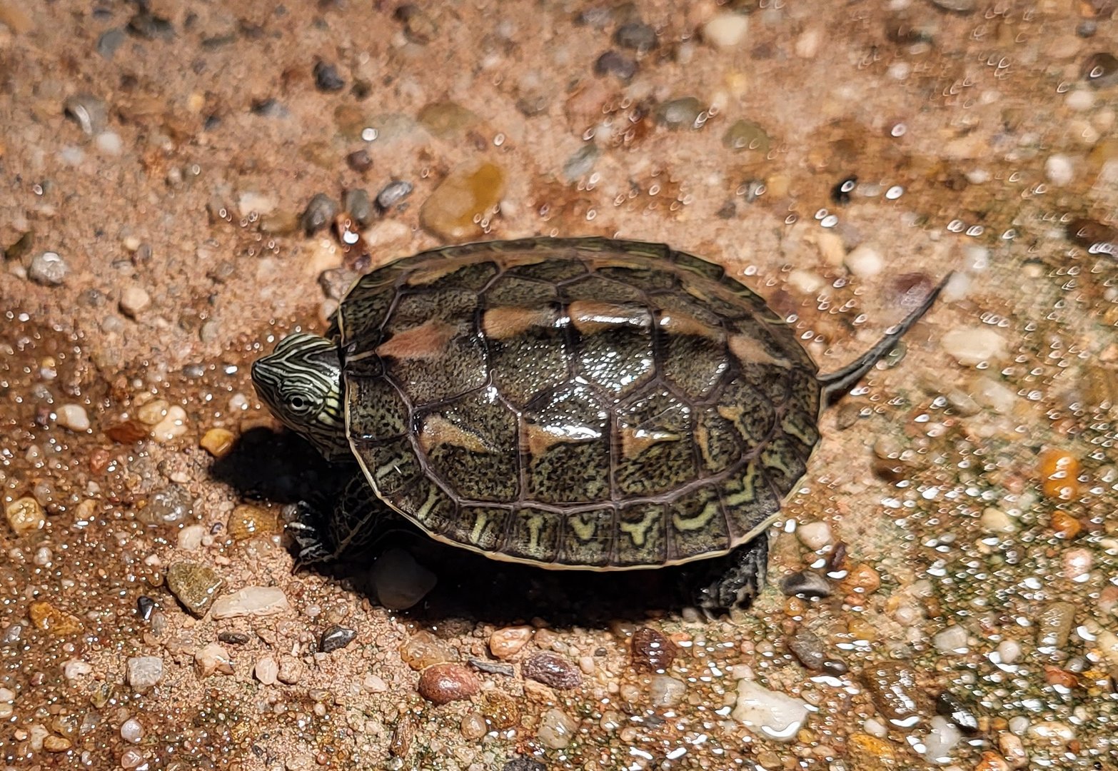 Chinese stripe-necked turtle - juvenile