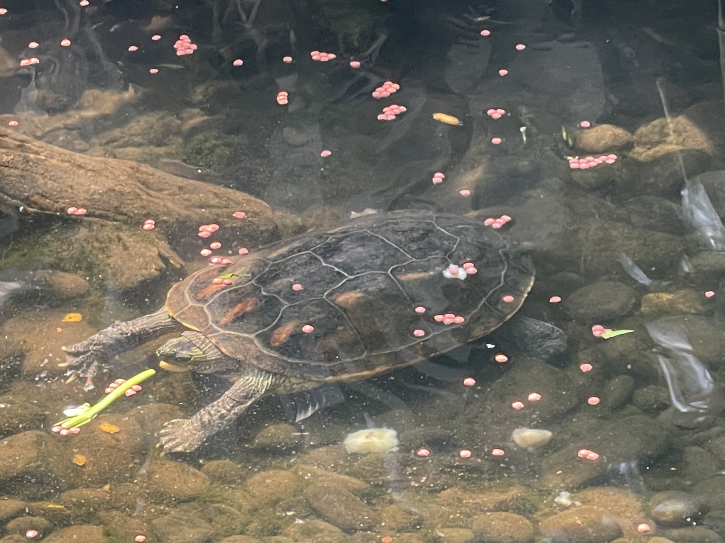 chinese stripe-necked turtle (mauremys sinensis) - museum komodo