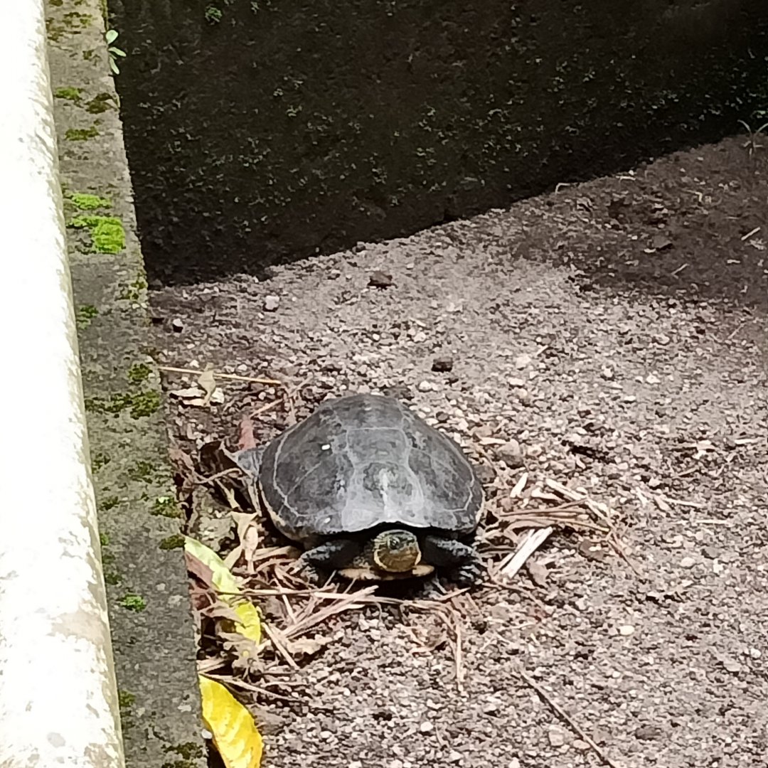 Chinese stripe-necked turtle (Mauremys sinensis) - Sato Loka Resto & Conservation Park
