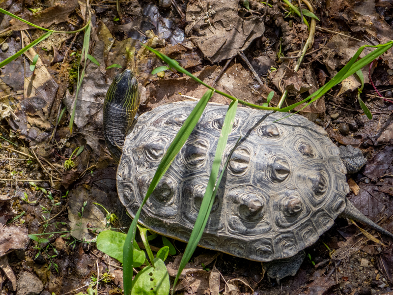 Chinese stripe-necked turtle (Mauremys sinensis)