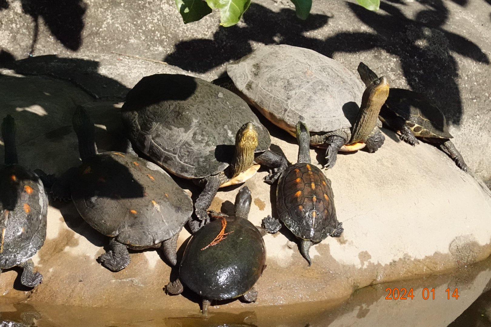 Chinese Stripe-necked Turtle (Mauremys sinensis)