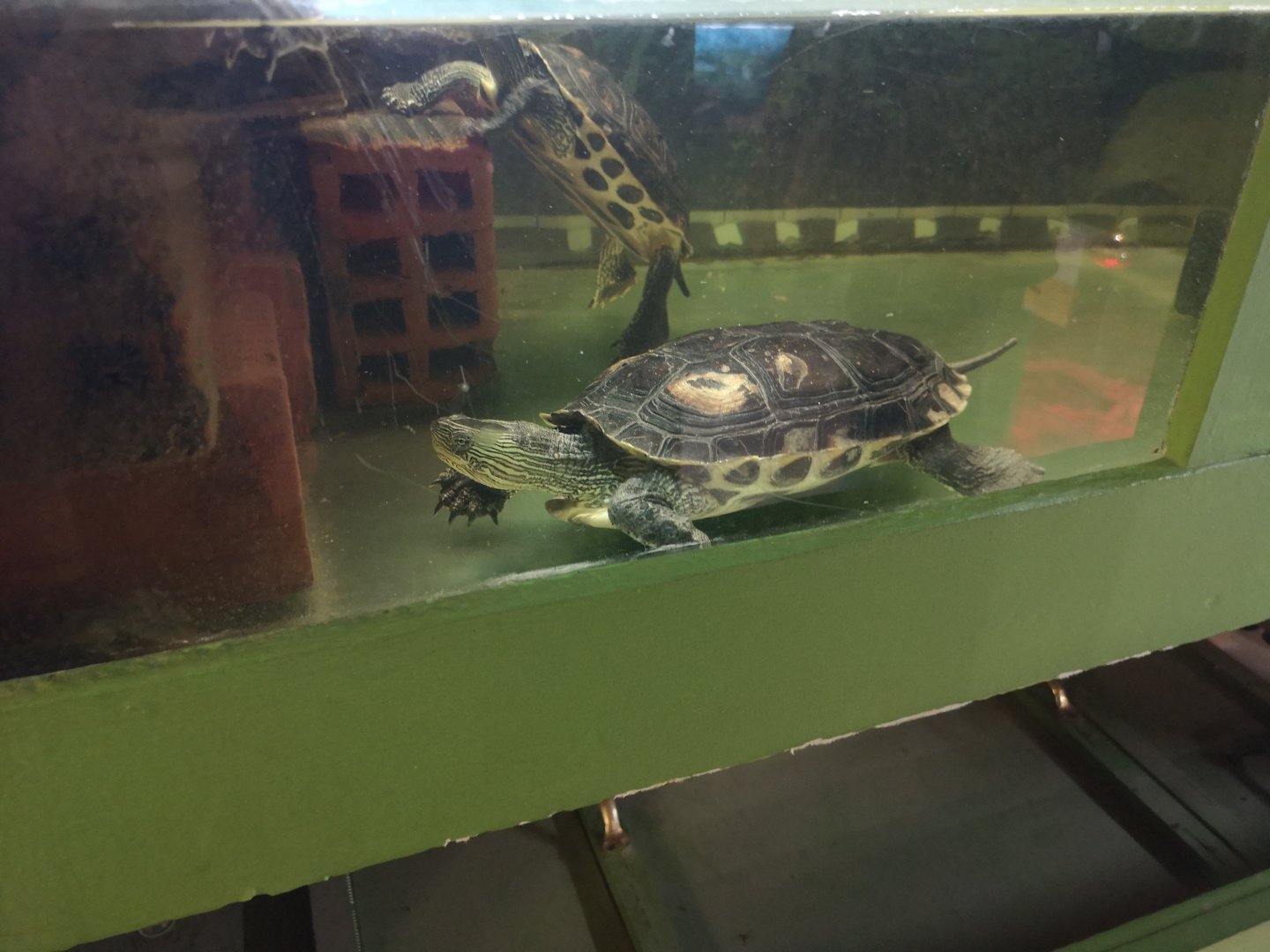 Chinese Stripe-Necked Turtle (Mauremys sinensis)