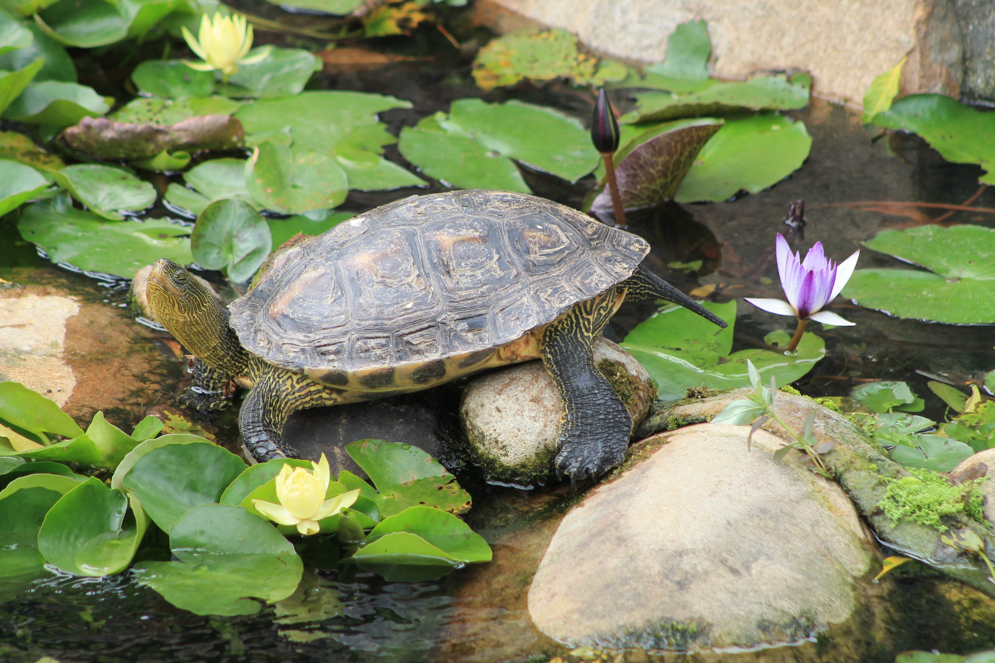 Chinese Stripe-necked Turtle (Mauremys sinensis)