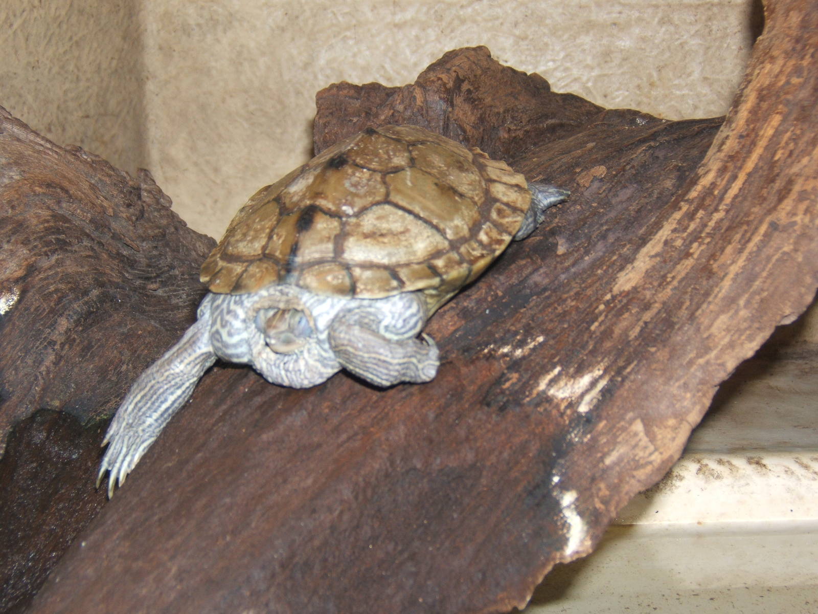 Chinese Stripe-necked Turtle