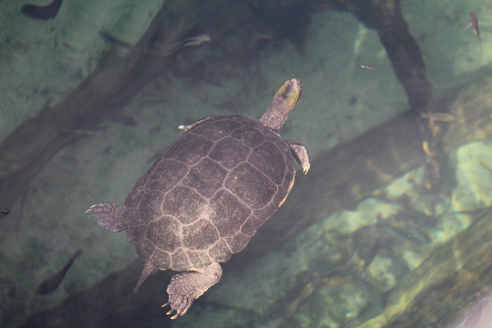 Chinese Stripe-Necked Turtle