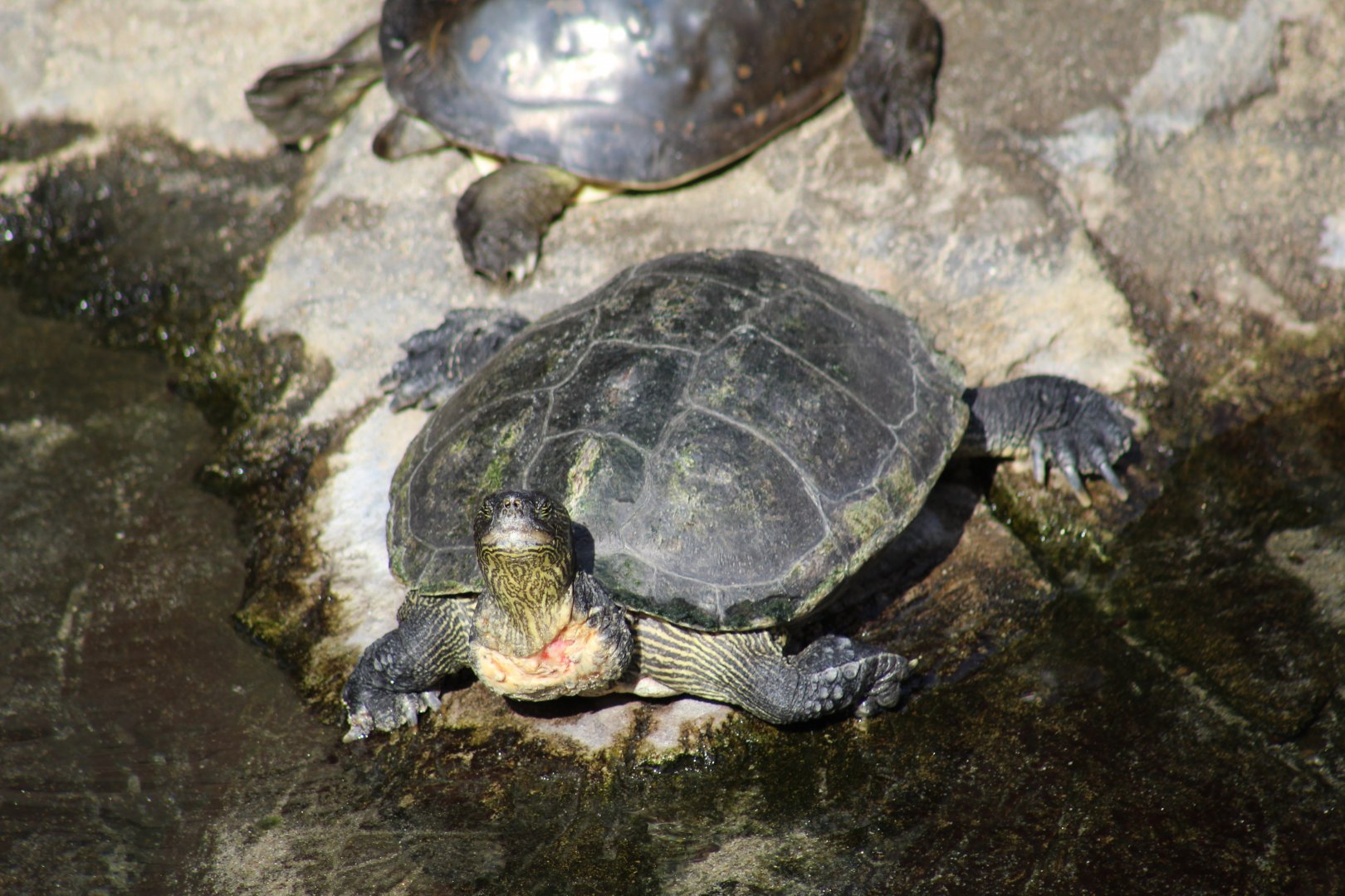 Chinese Stripe-Necked Turtle