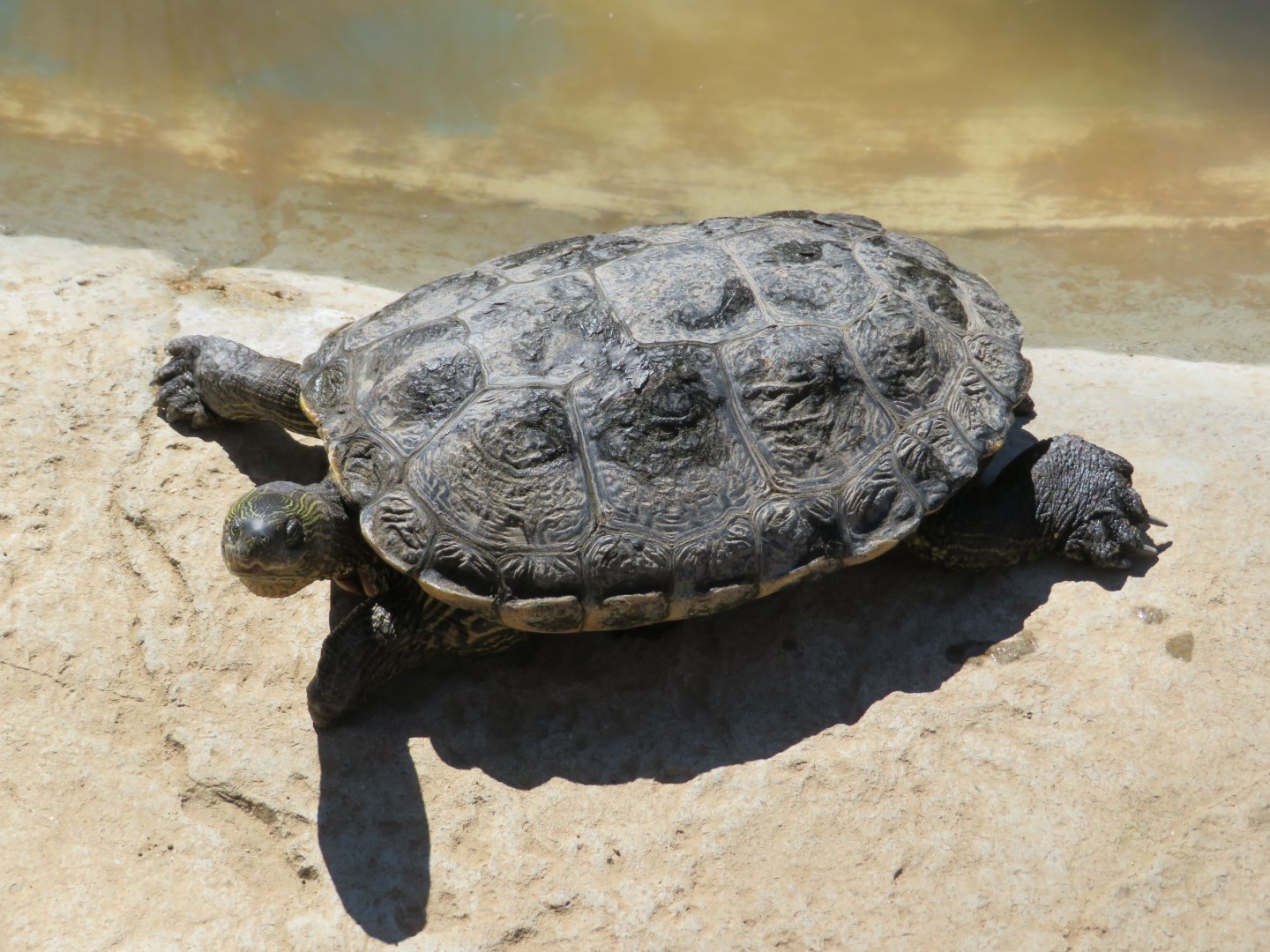 Chinese Stripe-necked Turtle