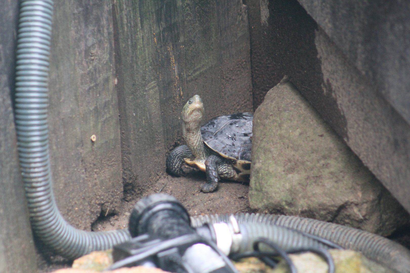 Chinese Stripe-Necked Turtle