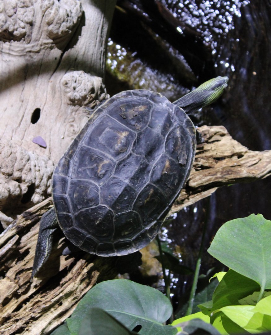 Chinese stripe-necked turtle
