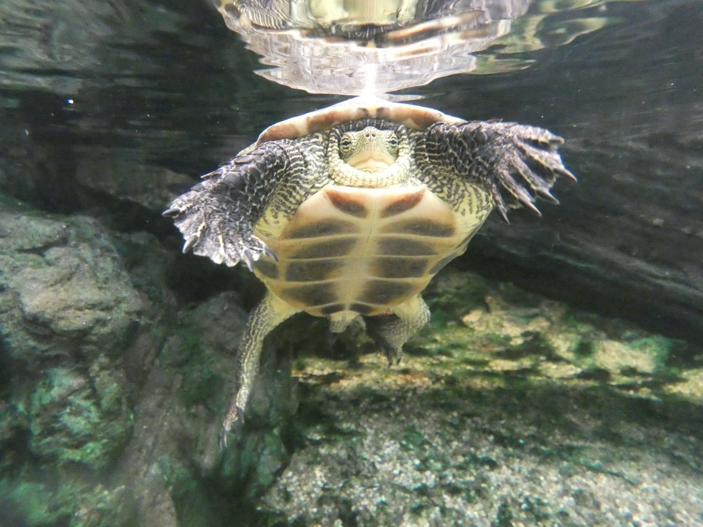 Chinese stripe-necked turtle