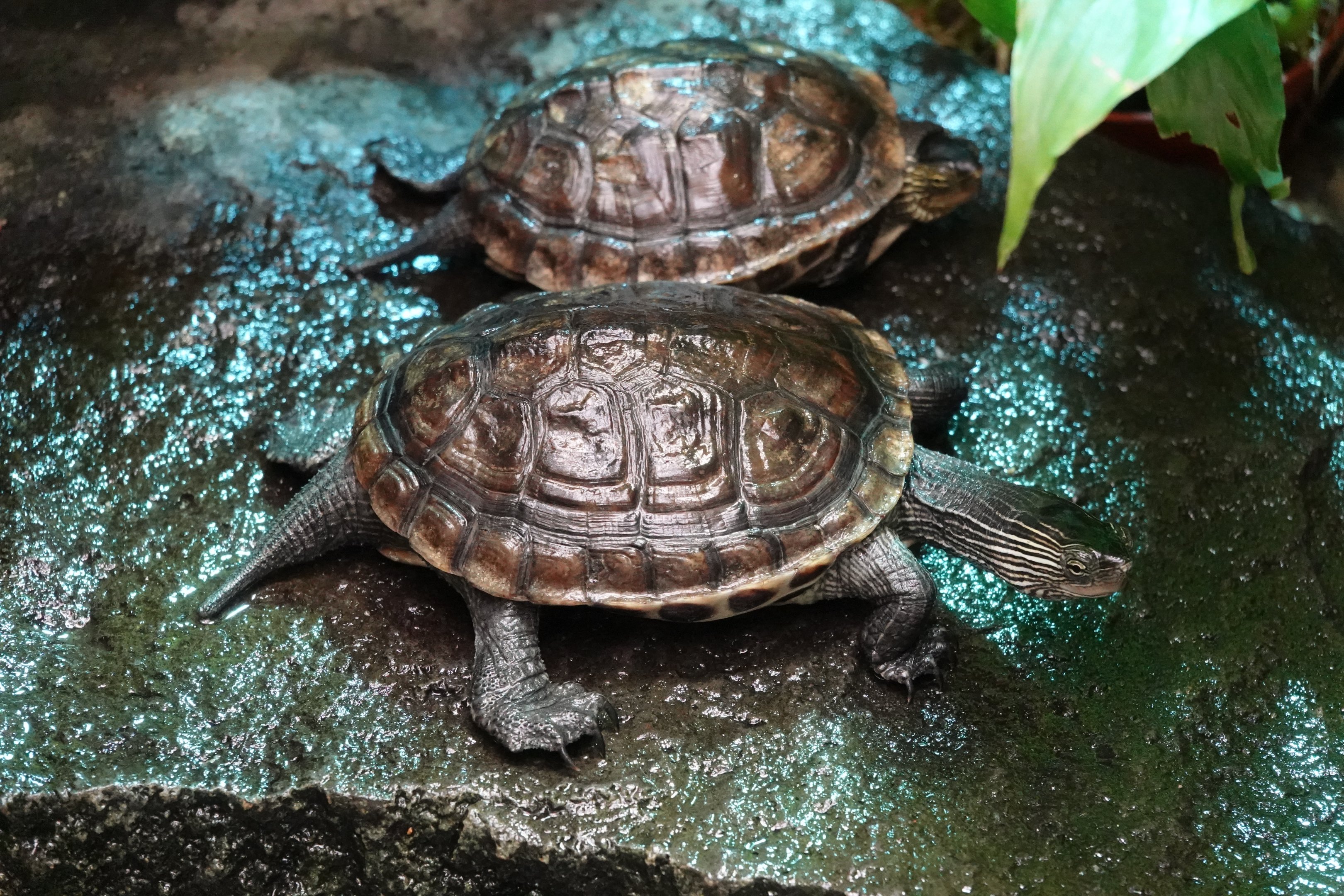 Chinese stripe-necked turtle