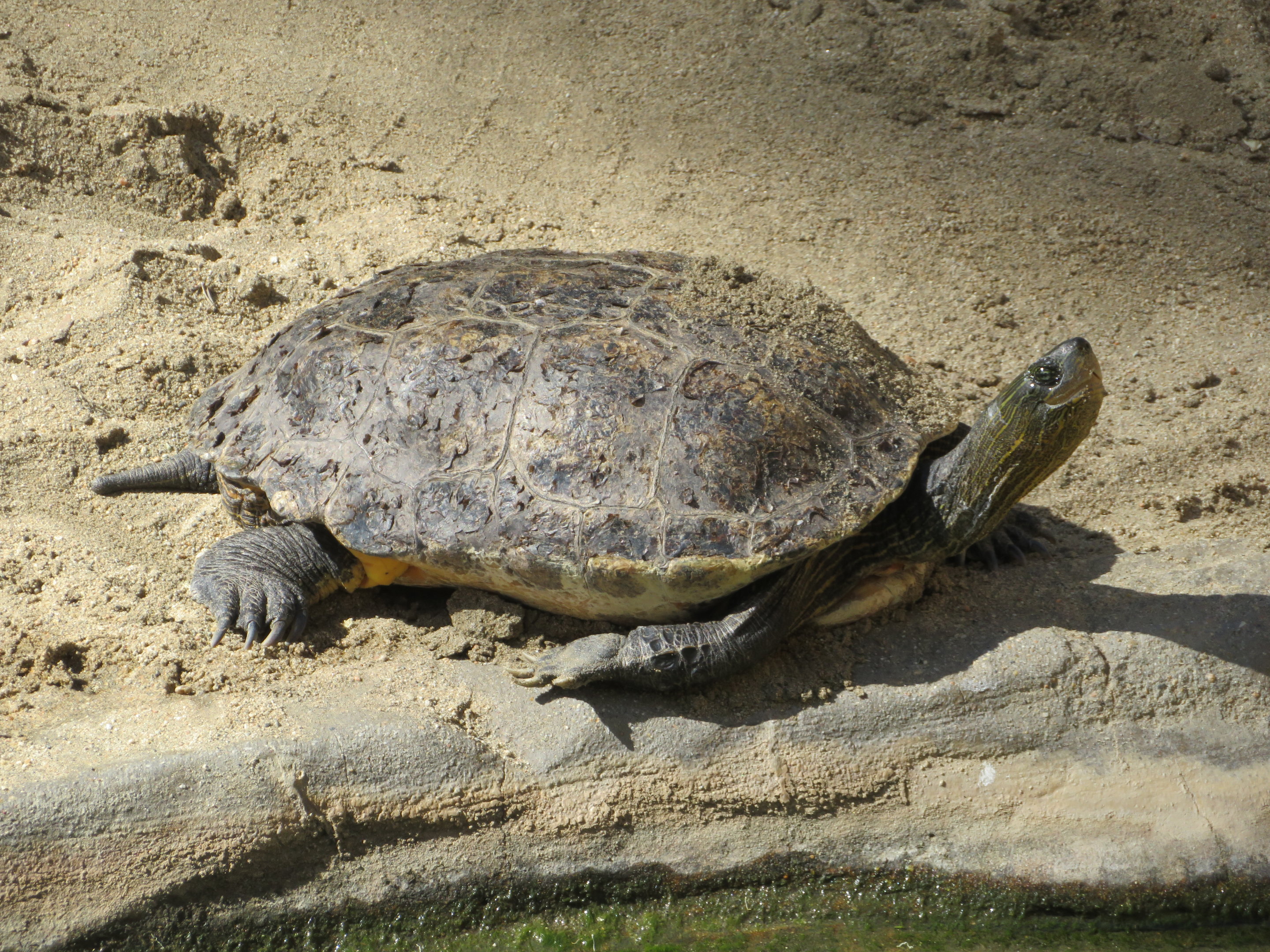 Chinese Stripe-necked Turtle