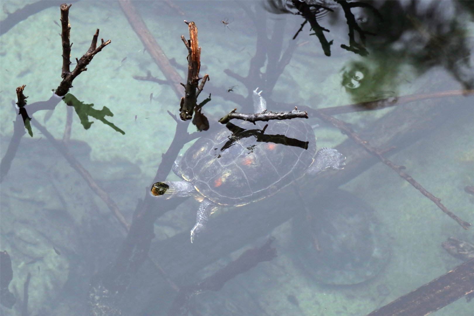 Chinese Stripe-necked Turtle