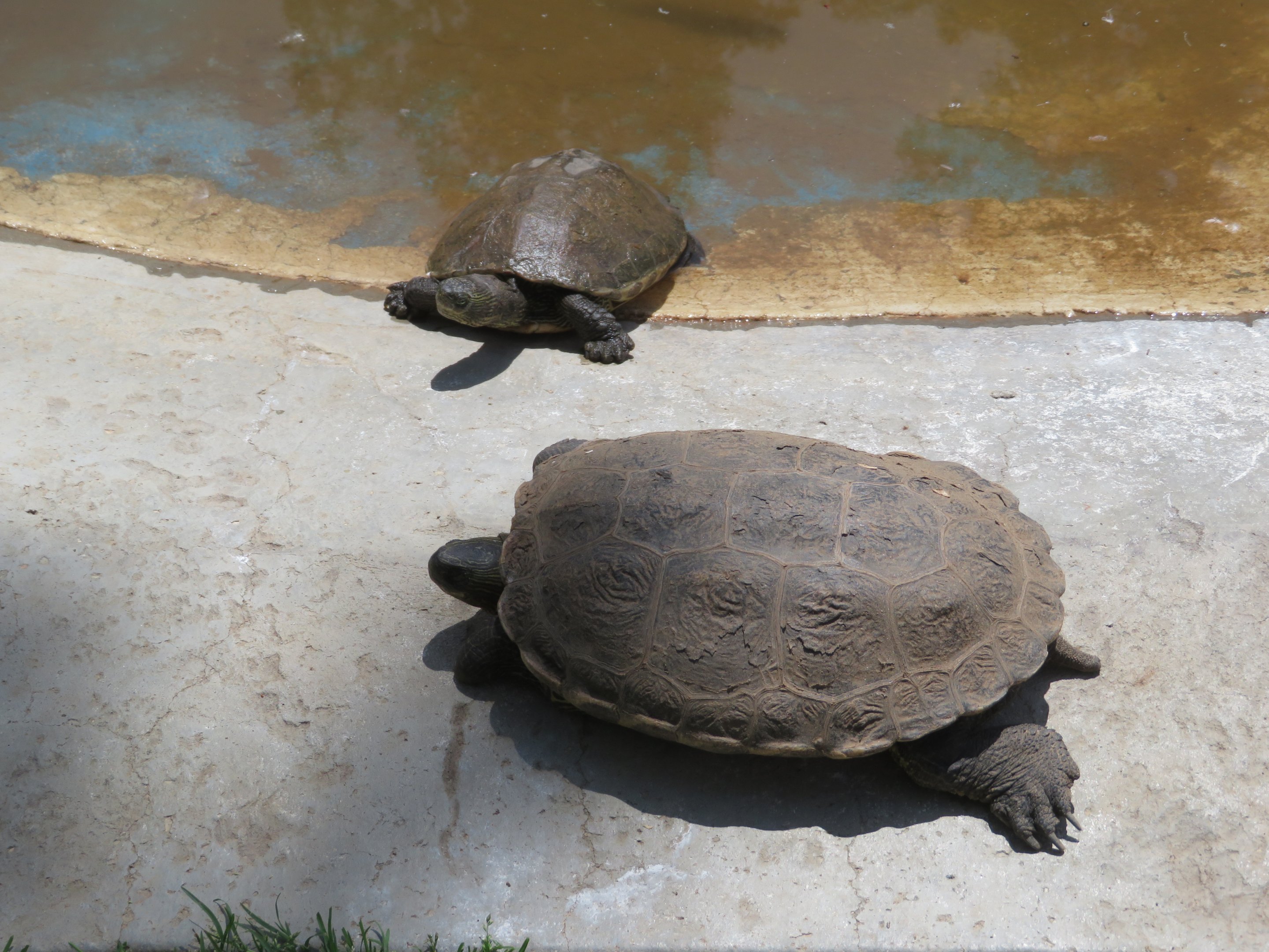 Chinese Stripe-necked Turtles