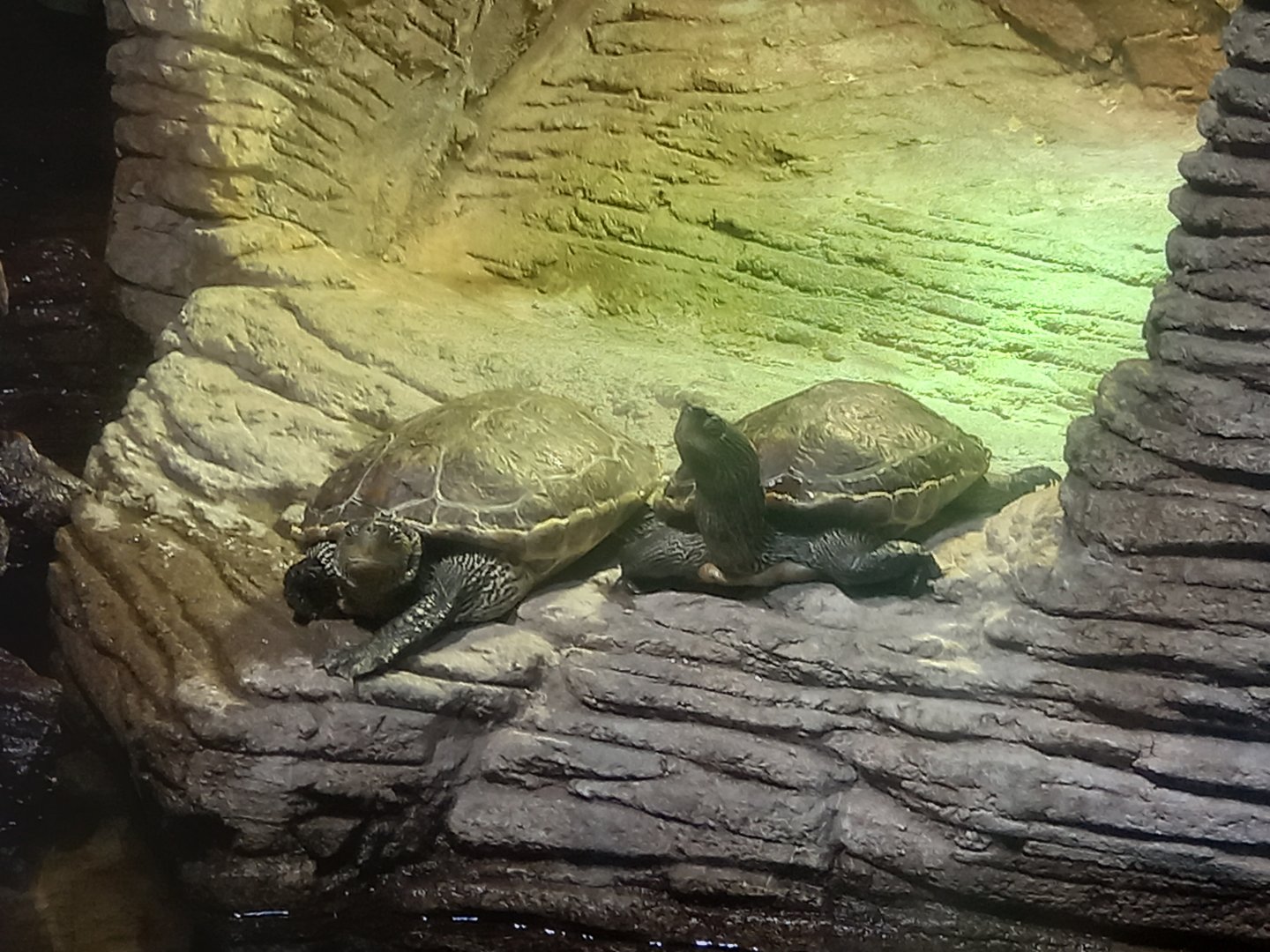 Chinese Stripe-necked Turtles