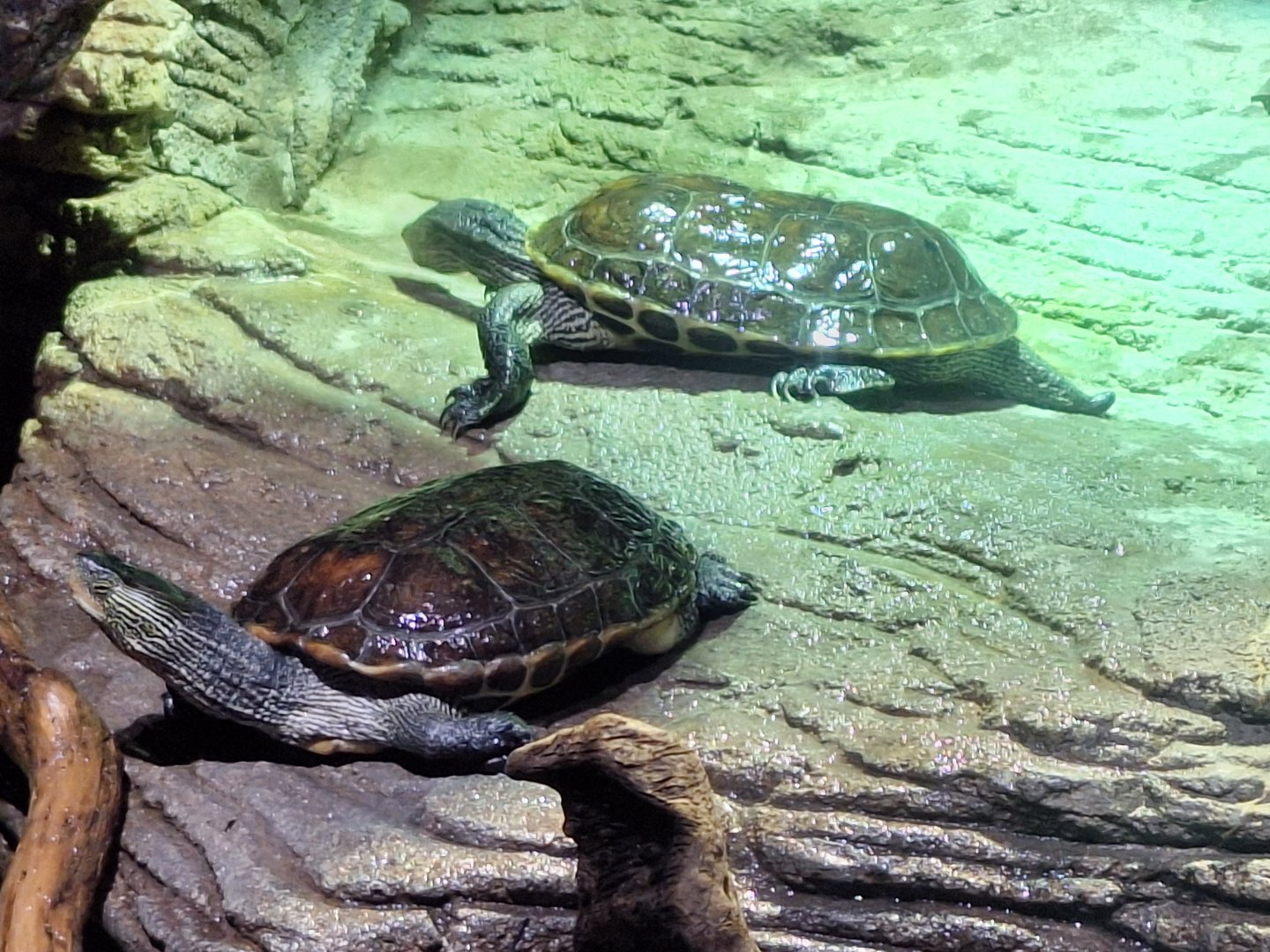 Chinese Stripe-necked Turtles