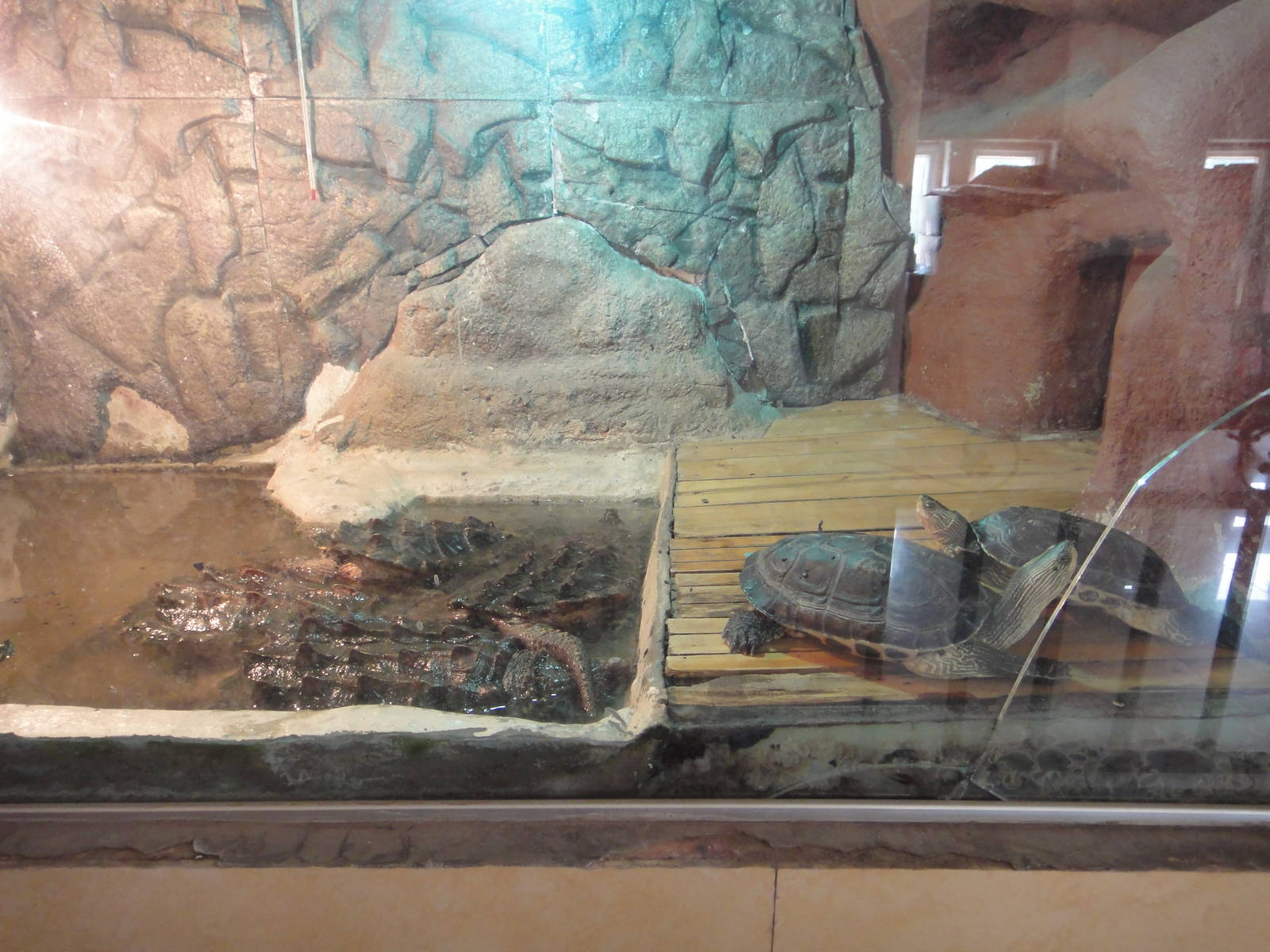 Chinese Striped-neck Turtle and Alligator Snapping Turtle