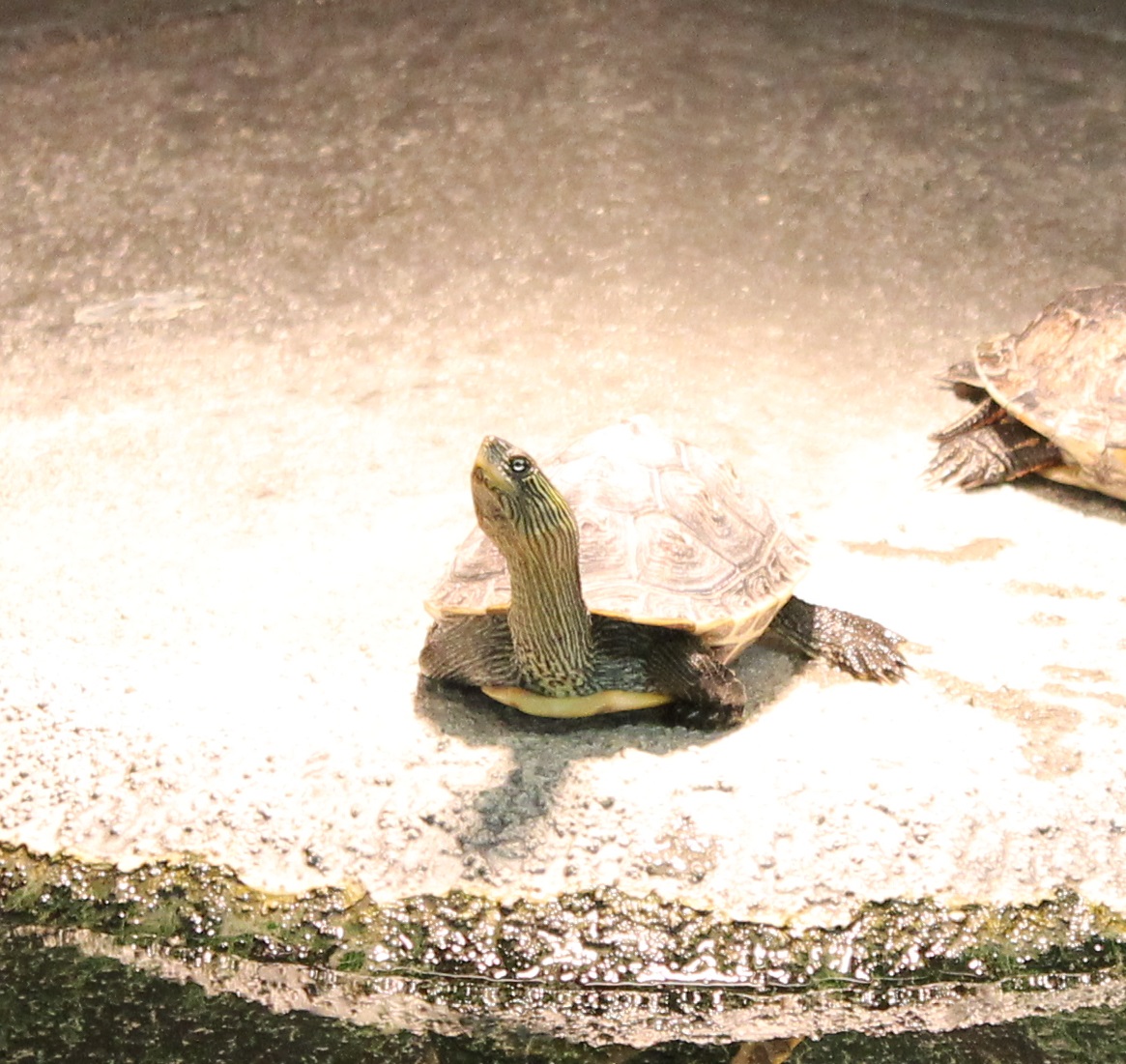 Chinese striped-neck turtle