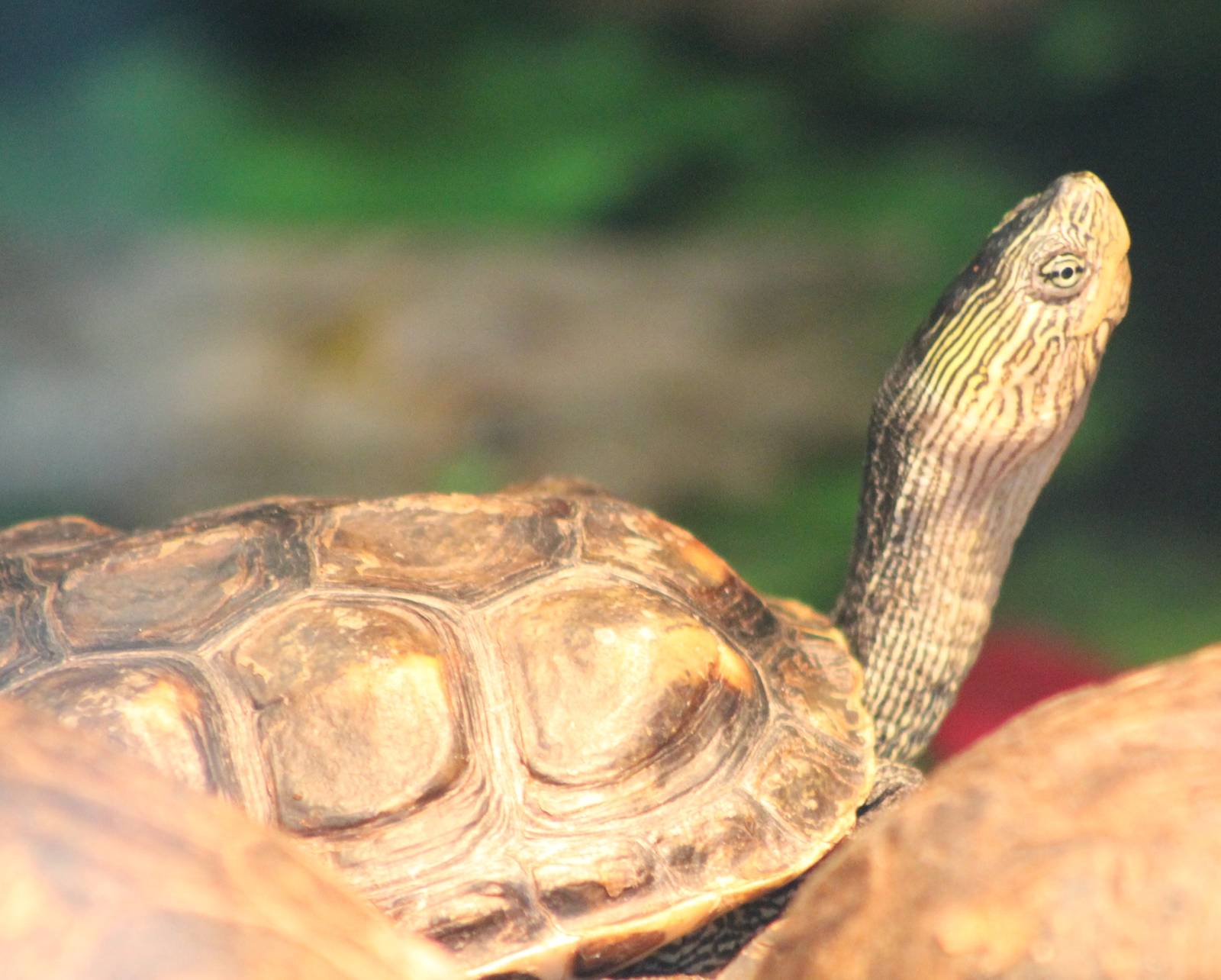 Chinese striped-neck turtle