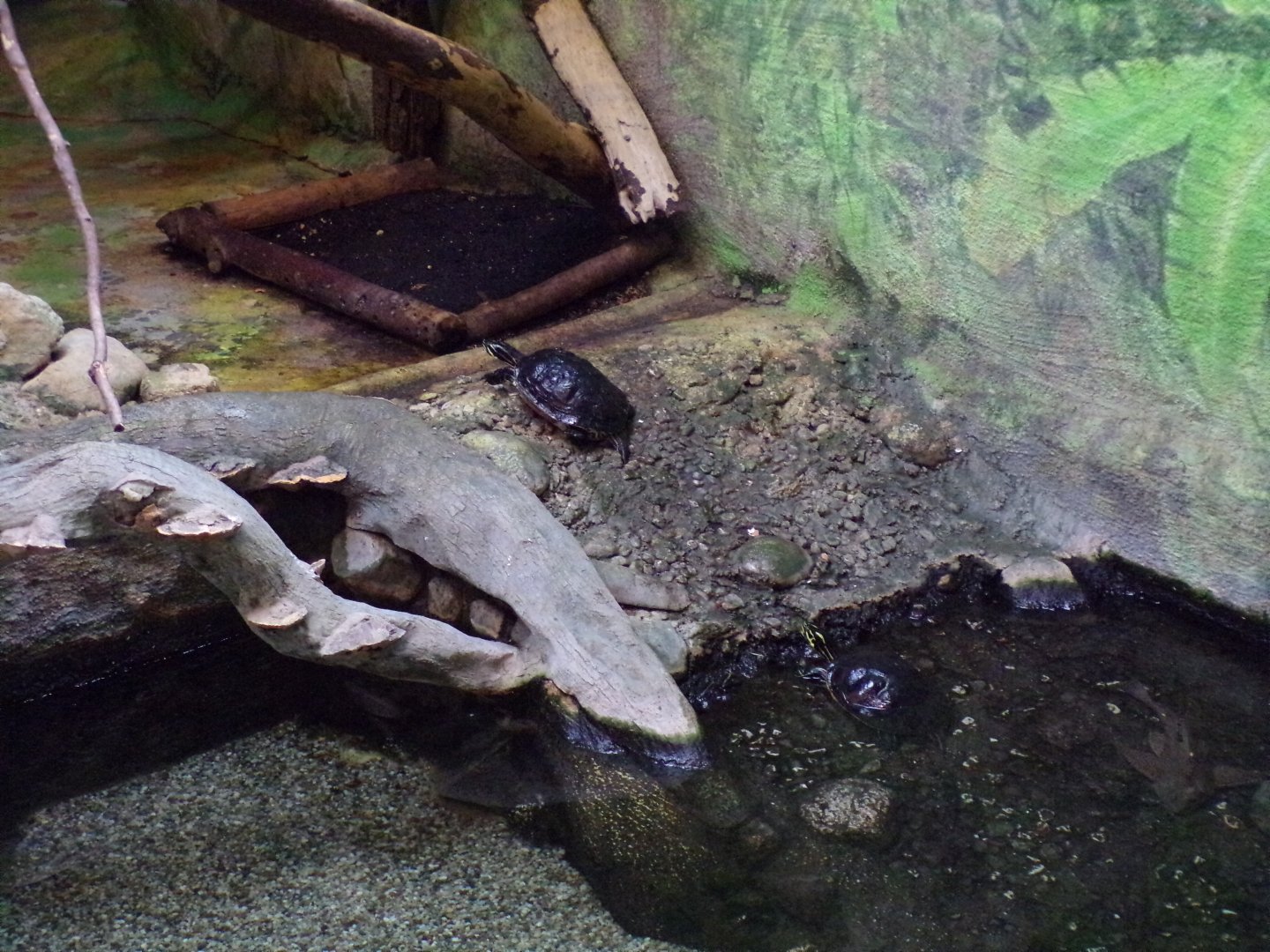 Chinese striped-necked turtle 13.7.25
