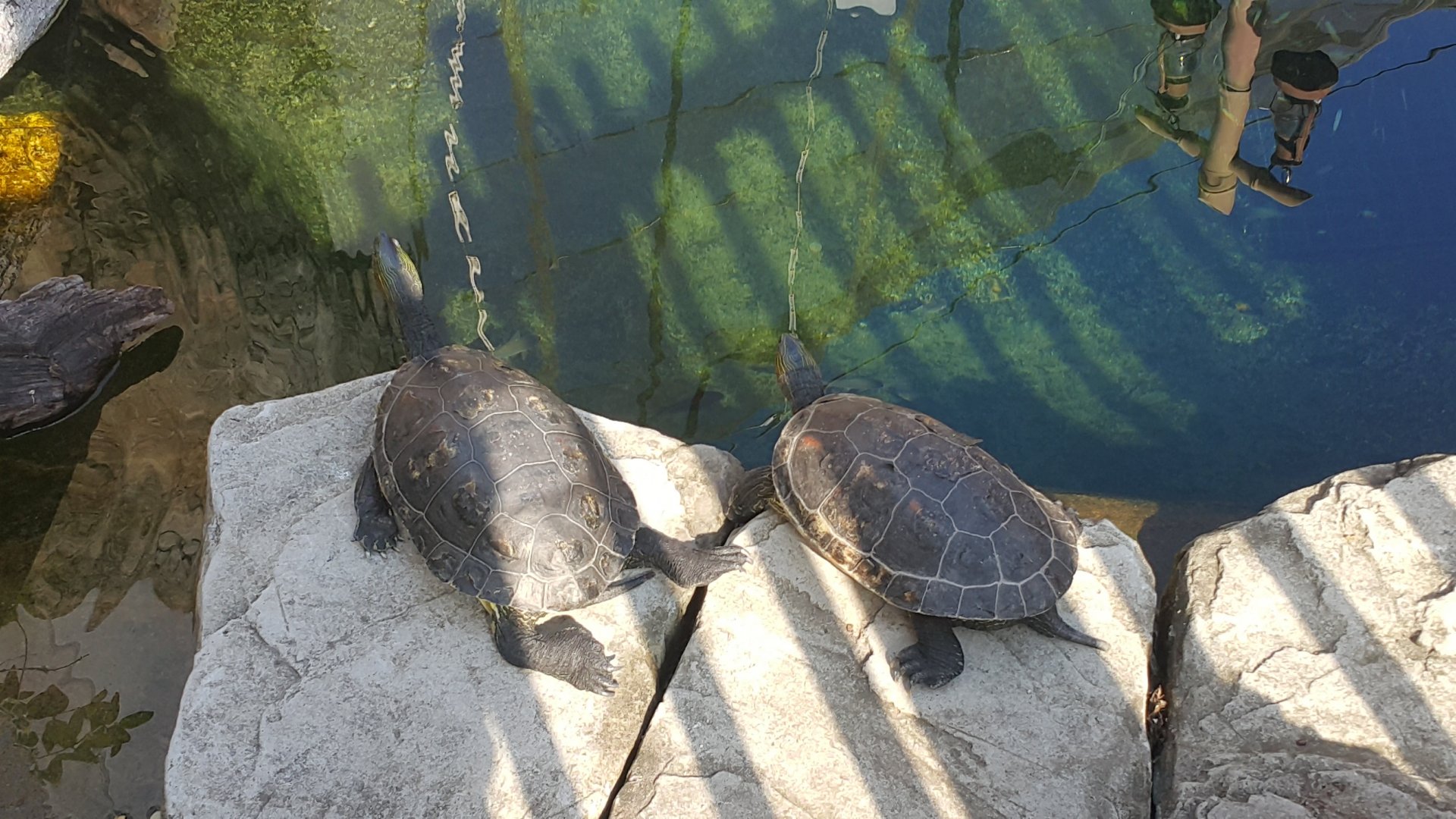Chinese Striped-Necked Turtle