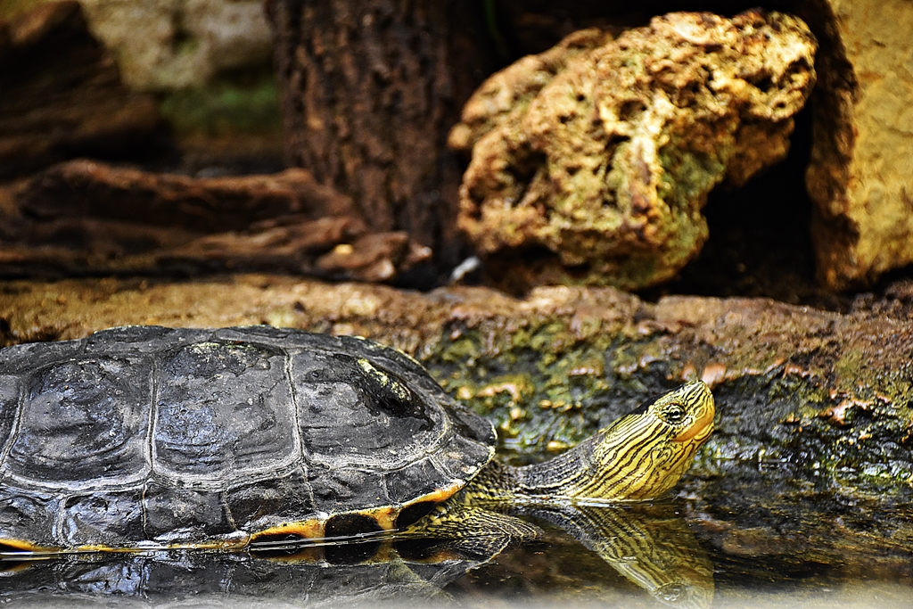 Chinese Stripeneck Turtle