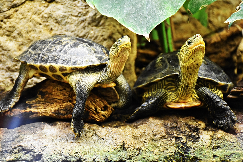 Chinese Stripeneck Turtle