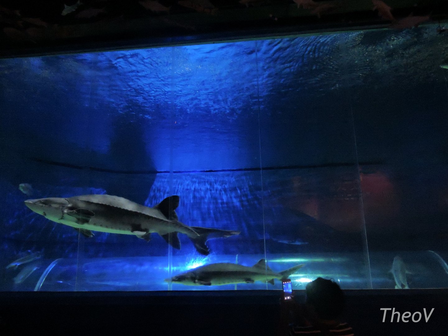 Chinese sturgeon [2016]