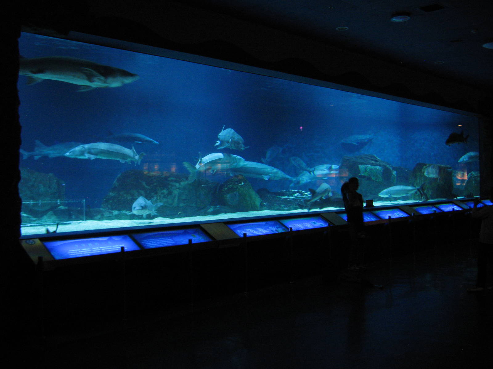 Chinese sturgeon (Acipenser sinensis) tank