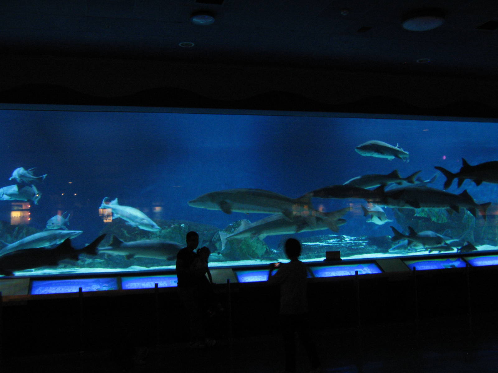 Chinese sturgeon (Acipenser sinensis) tank