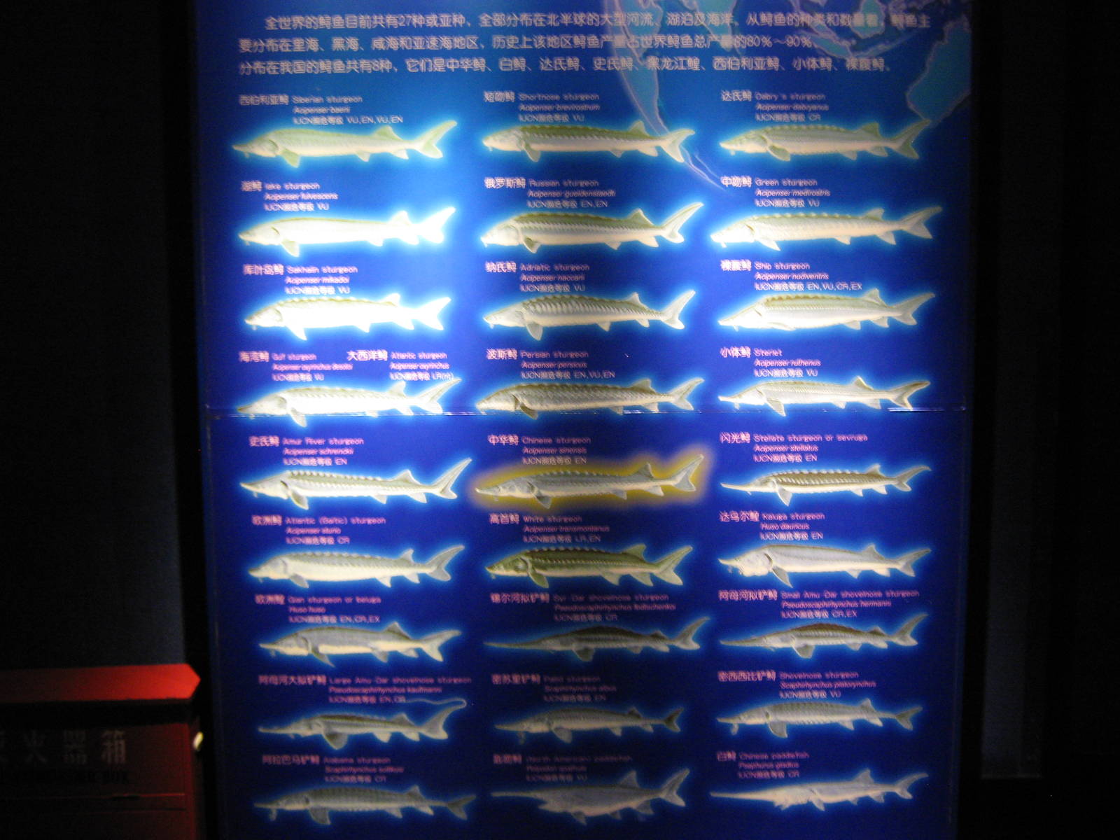 Chinese sturgeon (Acipenser sinensis) tank
