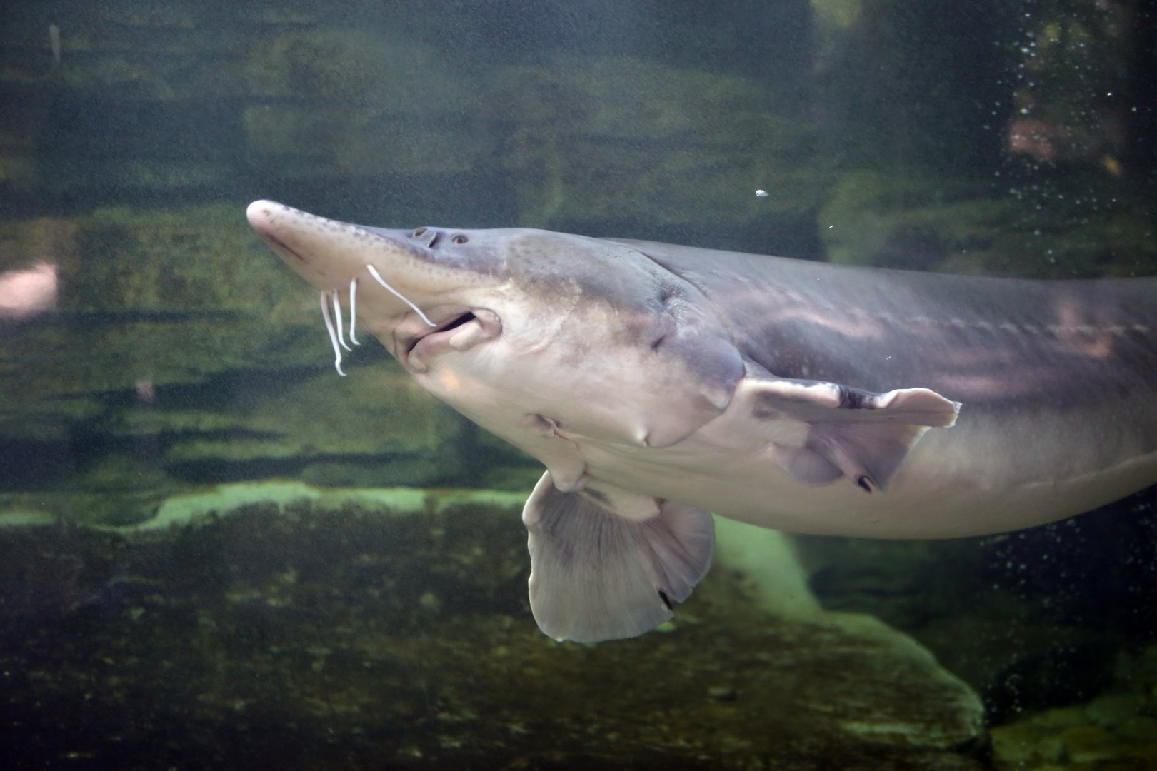 Chinese Sturgeon (Acipenser sinensis)