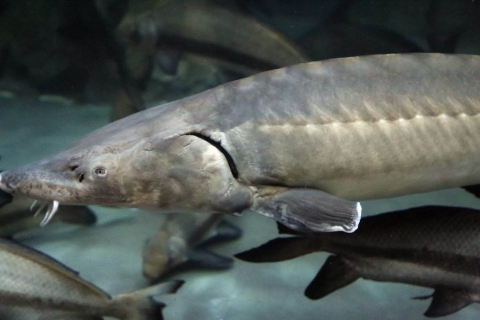 Chinese Sturgeon (Acipenser sinensis)